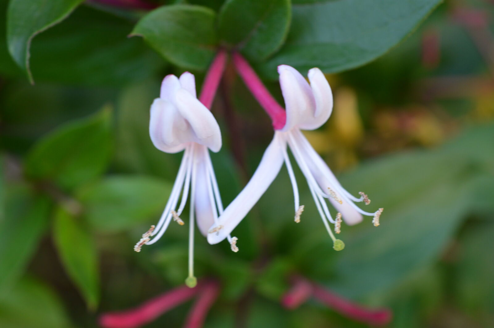 Nikon D3200 sample photo