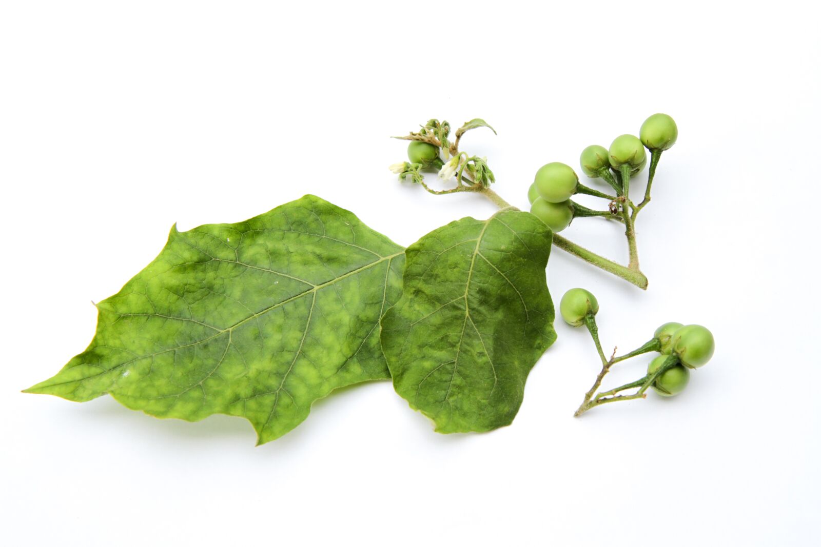 Canon EOS 7D sample photo. Pea eggplant, green, food photography