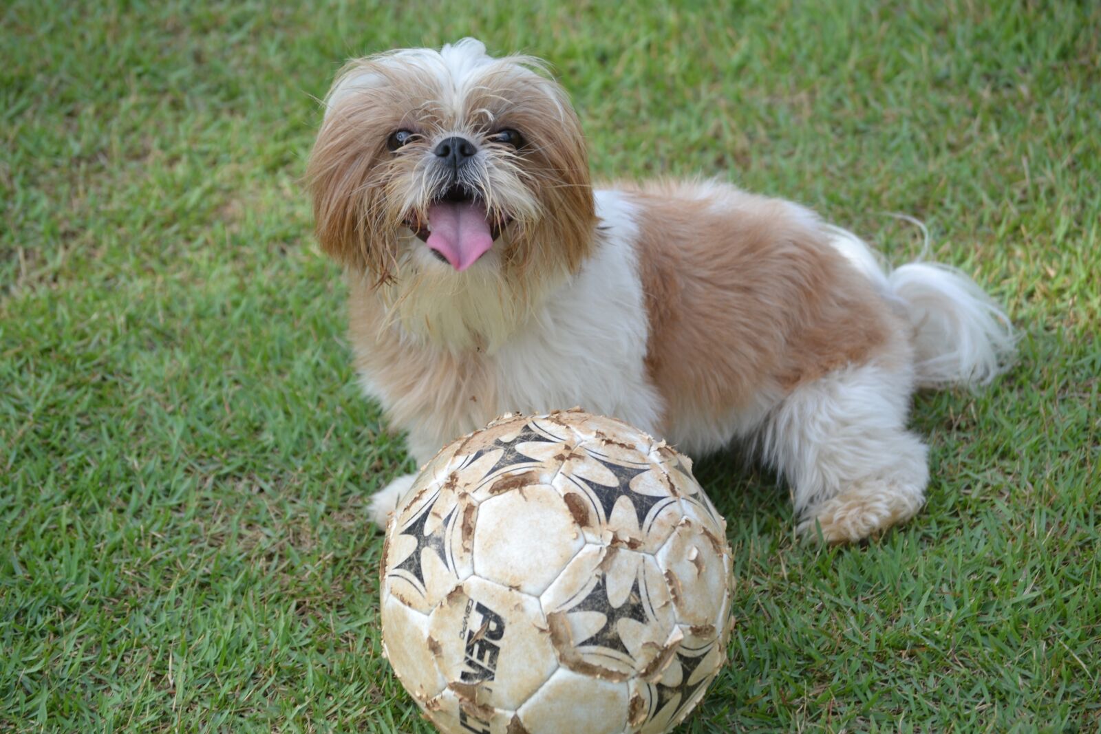 Nikon D3100 sample photo. Shih tzu, animal, ball photography