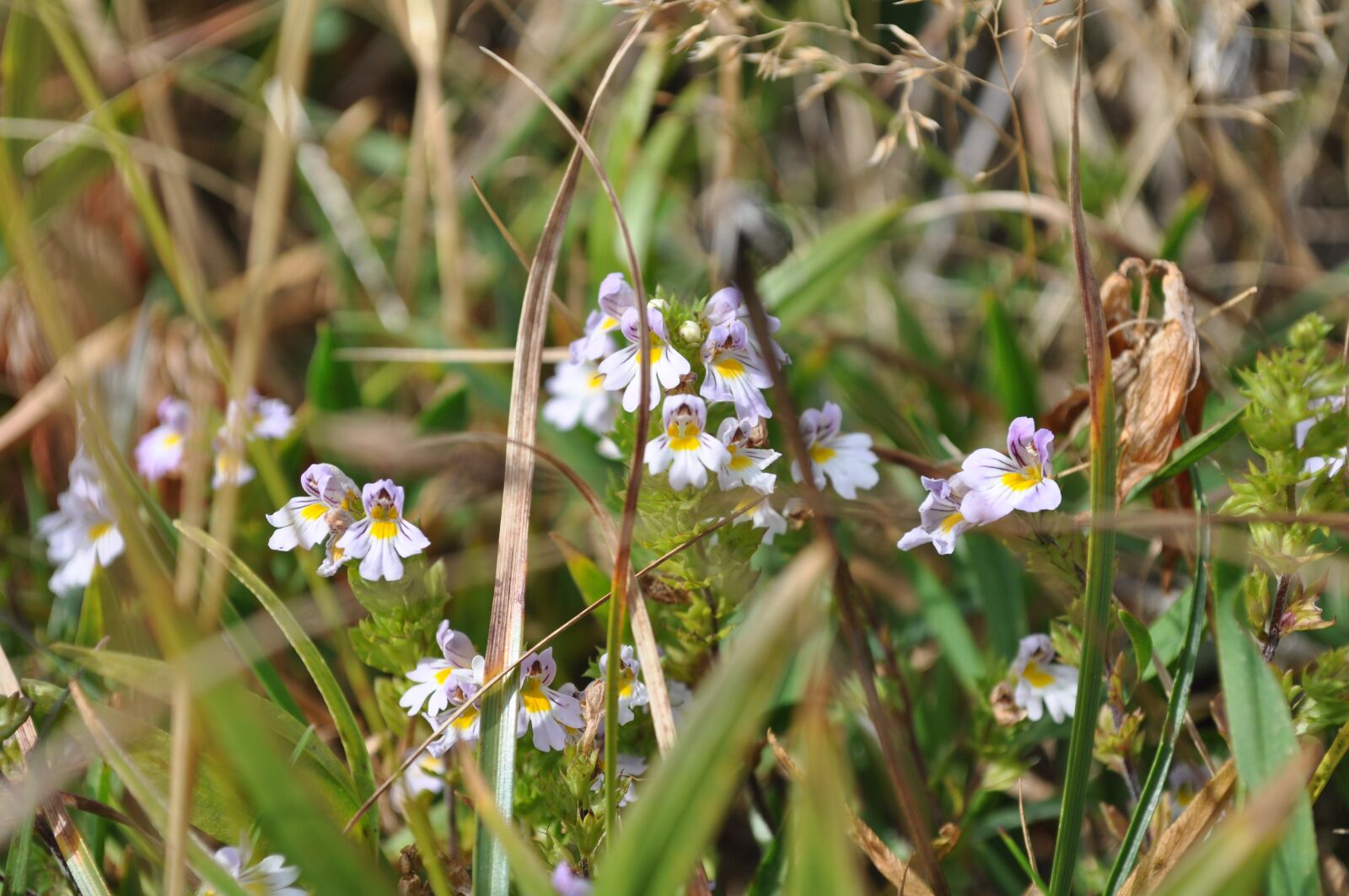 Nikon D5000 sample photo. Flowers, small flowers, field photography