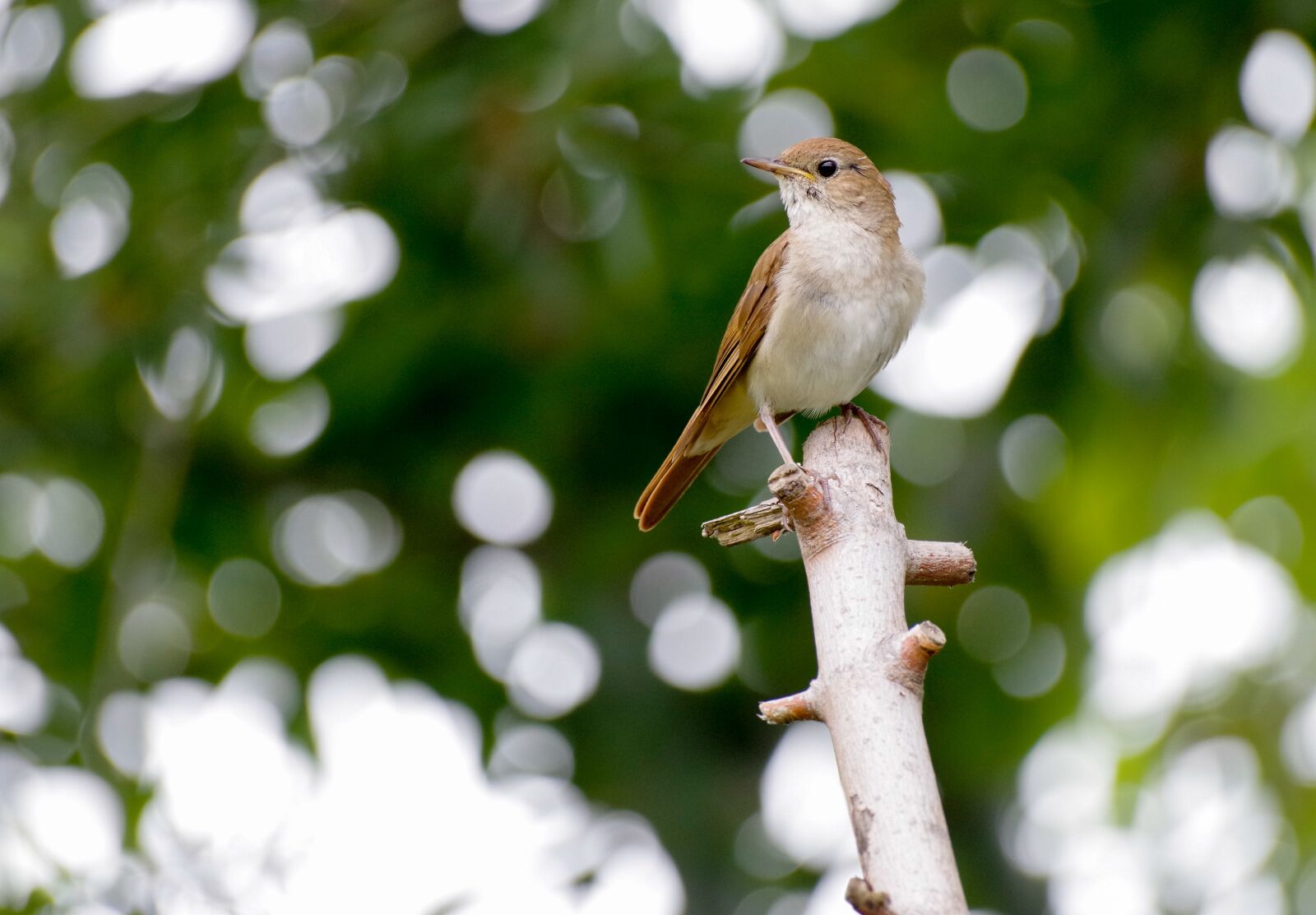 Pentax K-30 sample photo. Nightingale, bird, bird watching photography