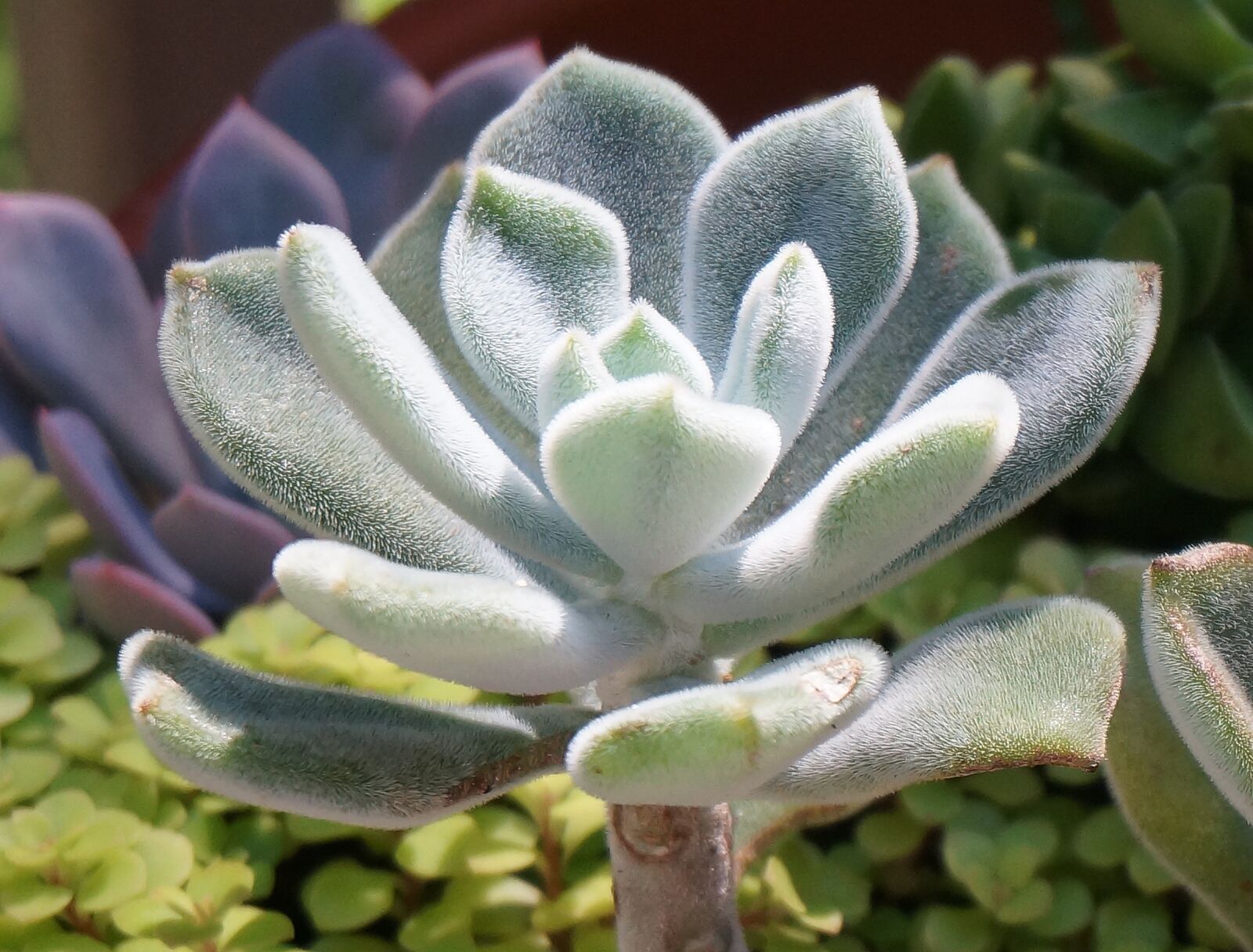 Sony Alpha NEX-5T sample photo. Panda plant, succulent, houseplant photography