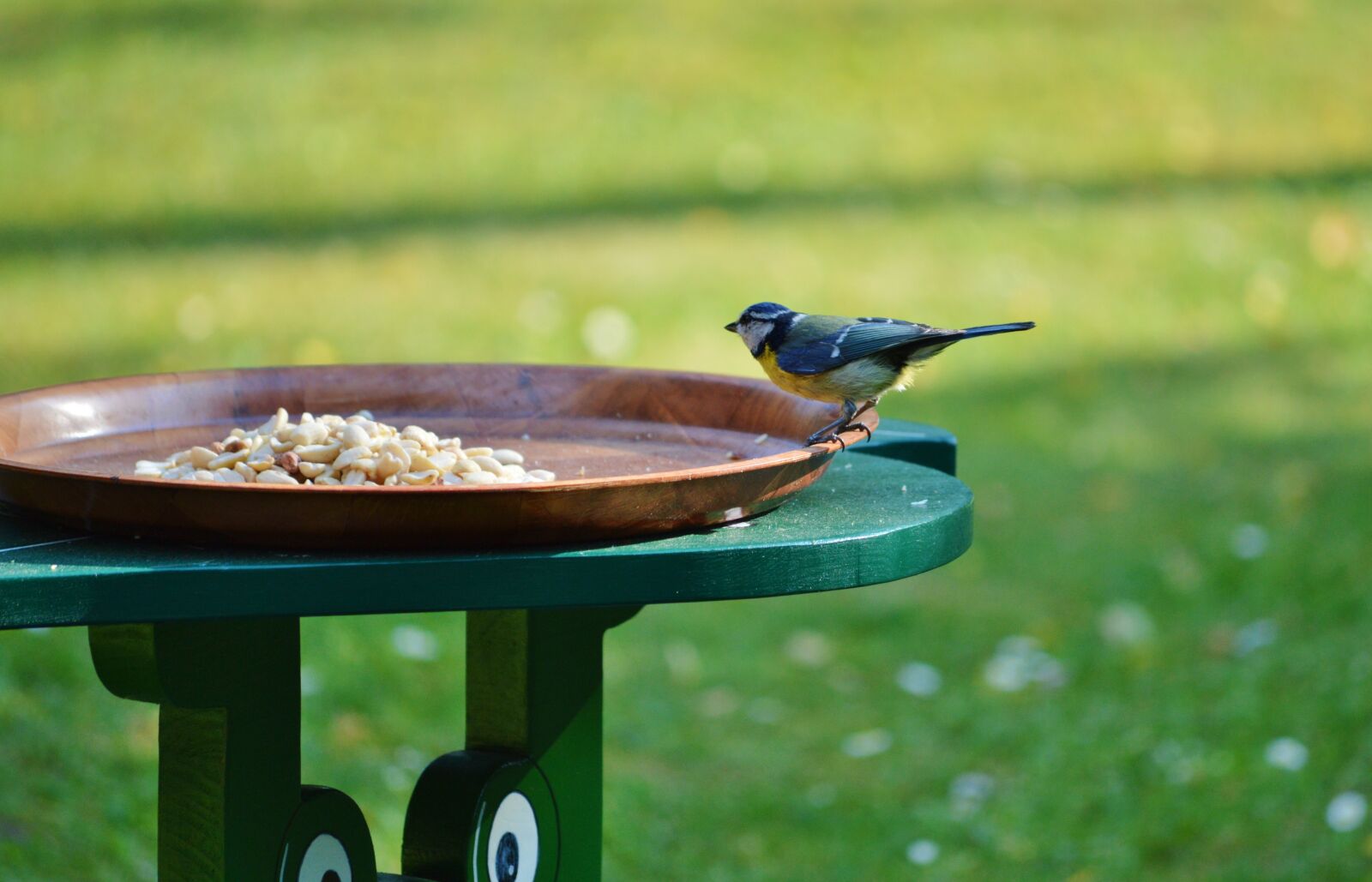 Nikon D3200 sample photo. Blue tit, tit, bird photography