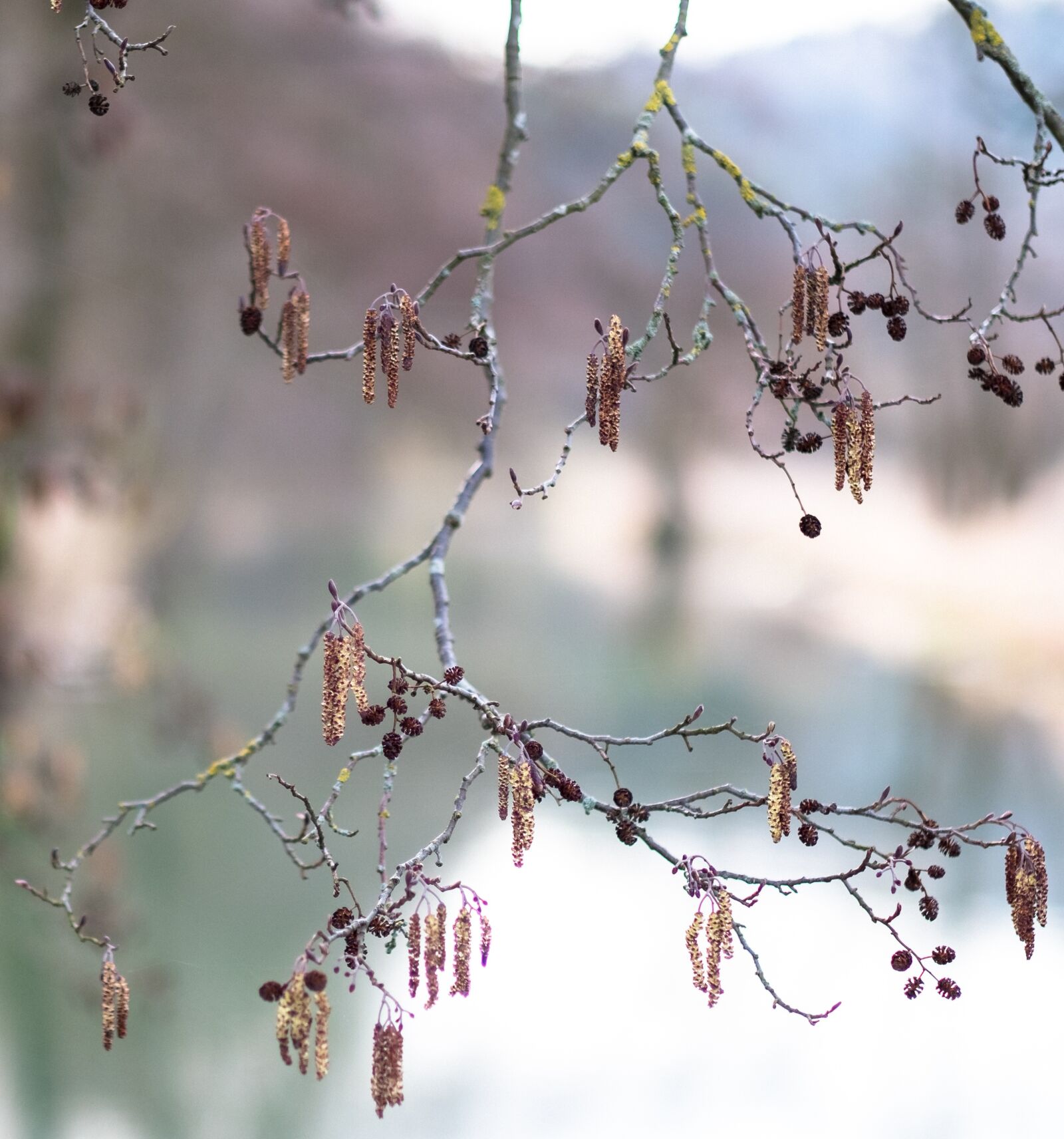 Fujifilm X-T2 + Fujifilm XF 56mm F1.2 R sample photo. Branch, nature, tree photography