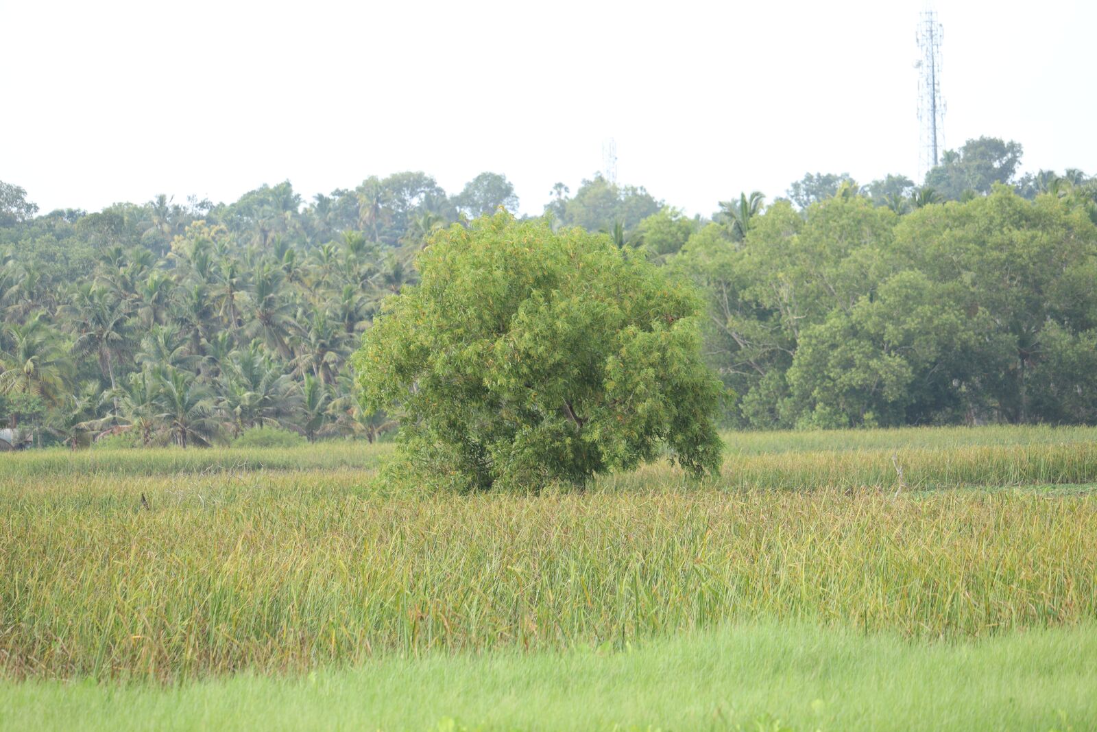 Canon EOS 250D (EOS Rebel SL3 / EOS Kiss X10 / EOS 200D II) sample photo. Kerala, nature, green photography