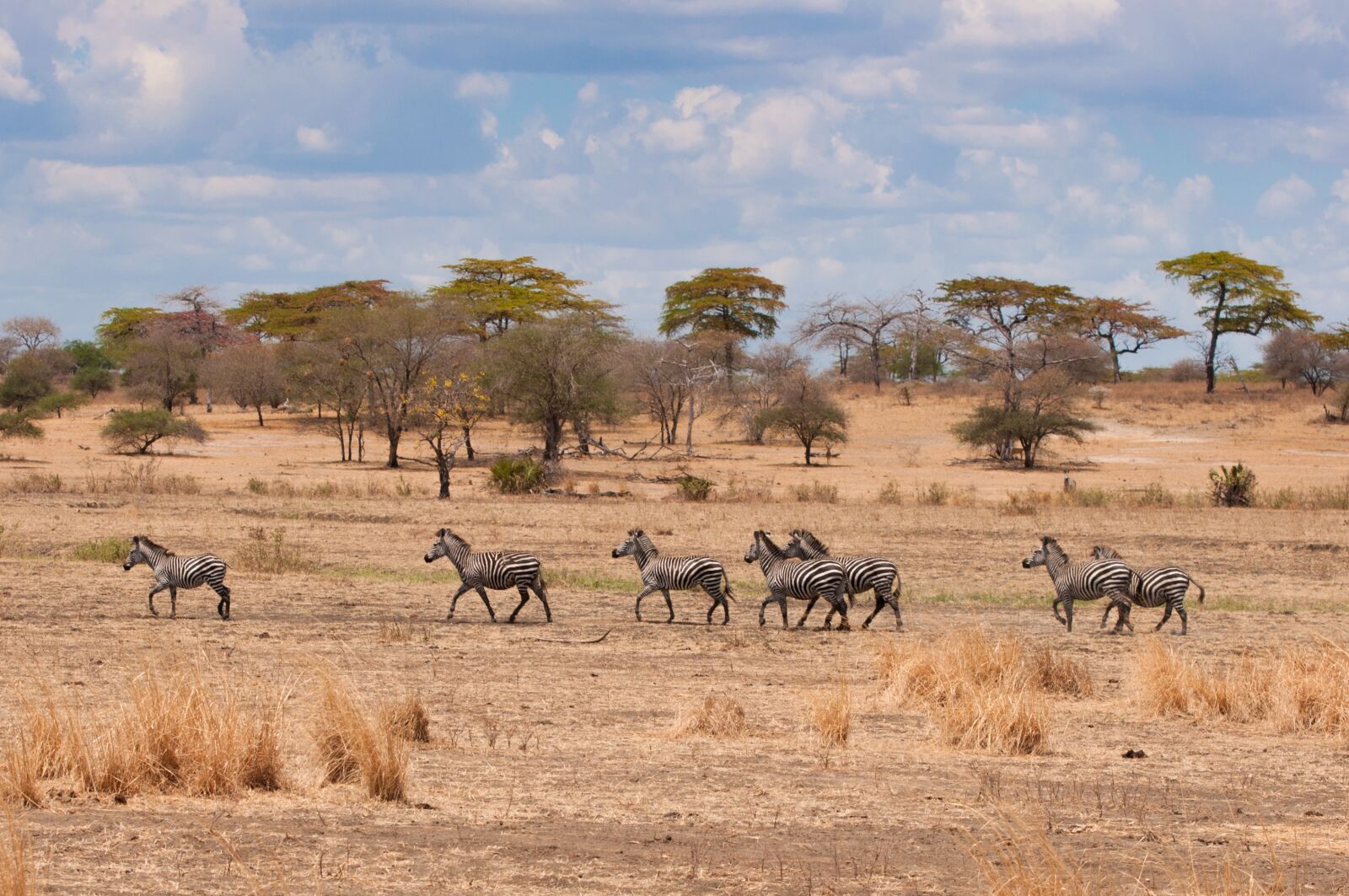 Nikon D90 sample photo. Zebra, africa, wildlife photography