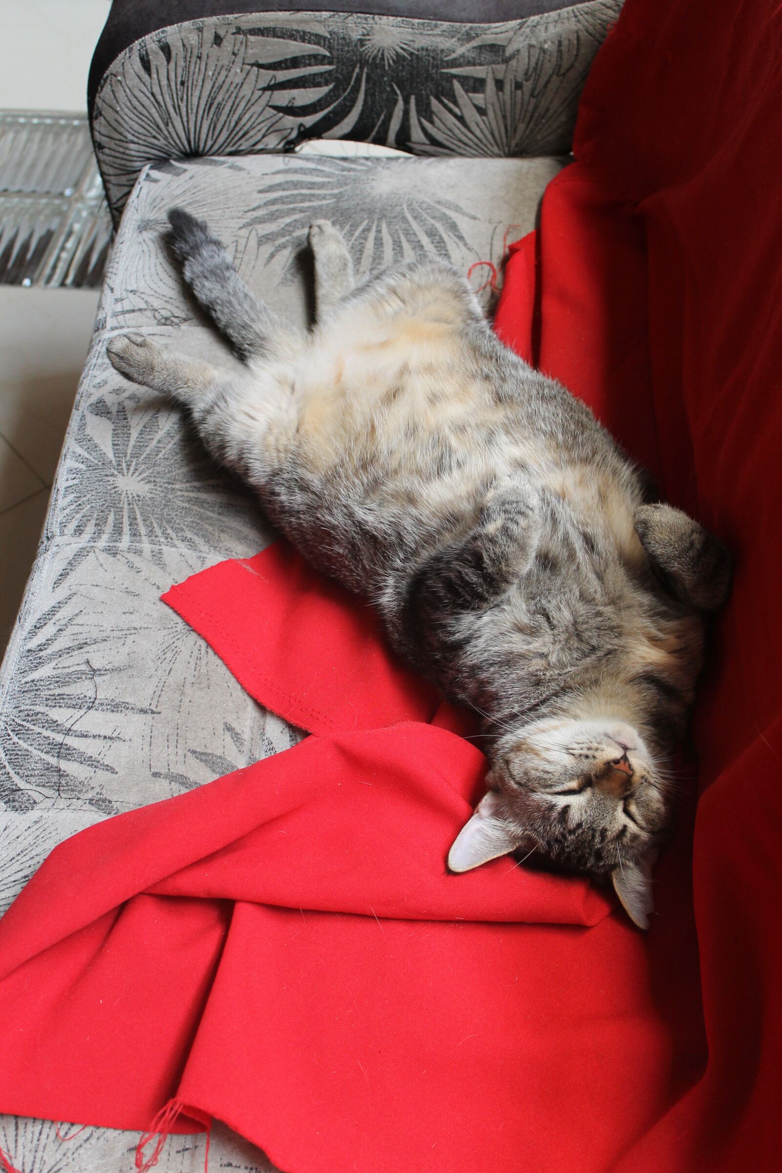 Canon EOS 1100D (EOS Rebel T3 / EOS Kiss X50) sample photo. Gato durmiendo, gato perezoso photography