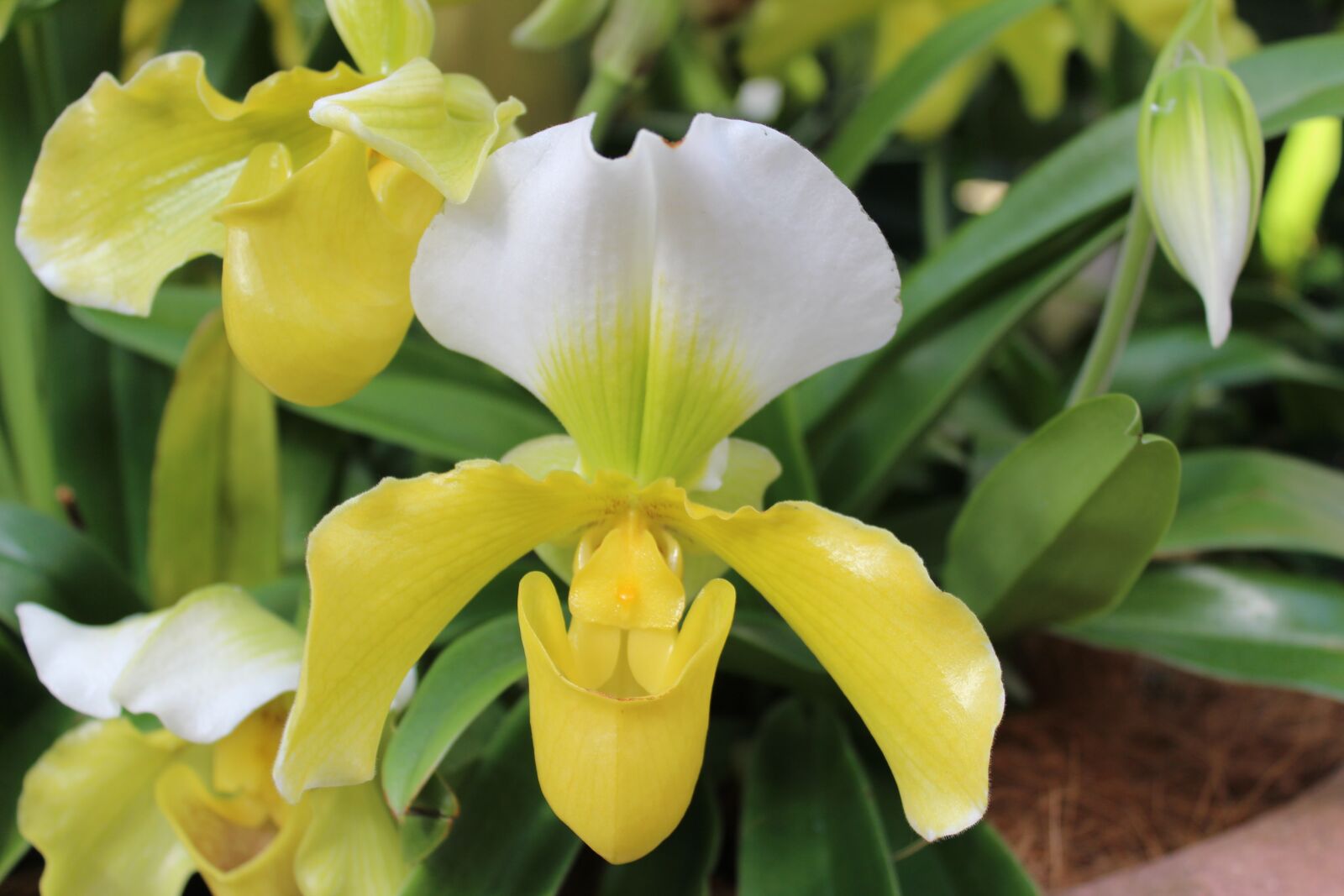 Canon EOS 600D (Rebel EOS T3i / EOS Kiss X5) sample photo. Orchid, yellow, plant photography