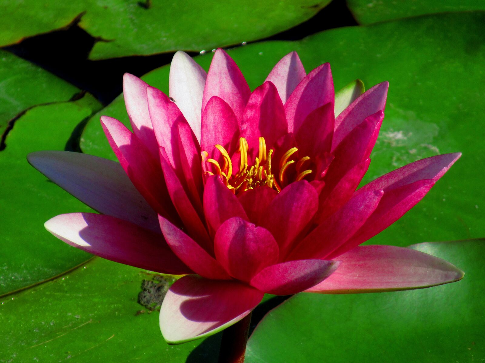 Canon PowerShot SX620 HS sample photo. Water lily, flower, flora photography