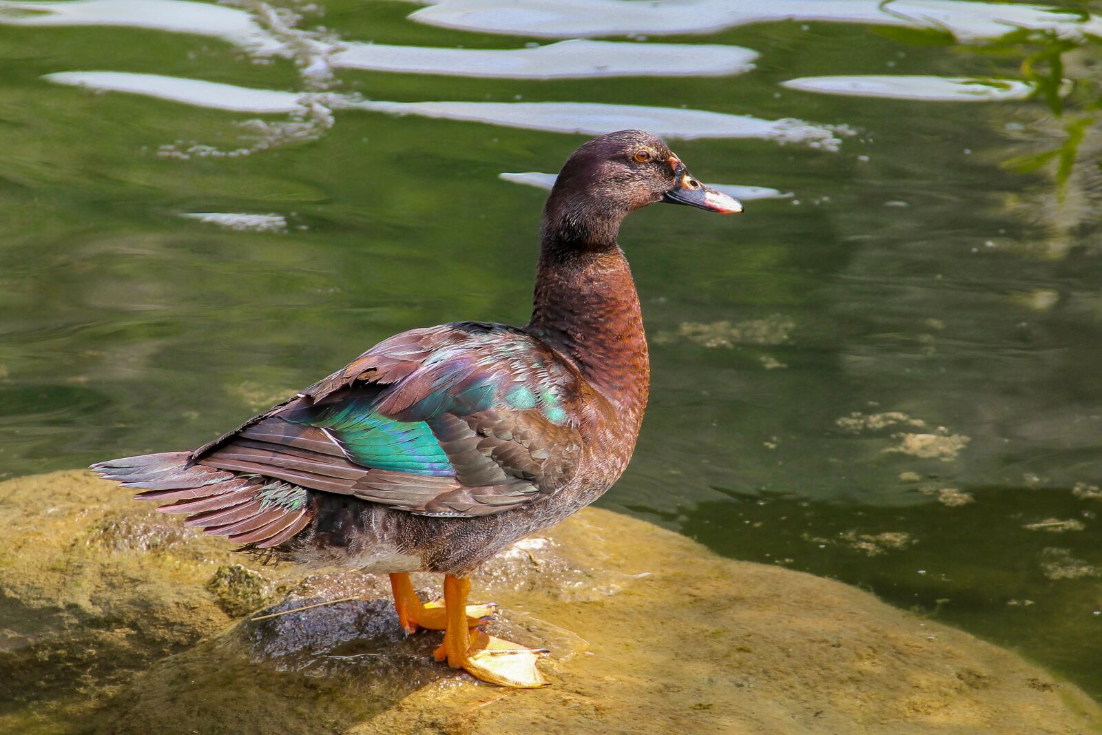 Canon EF-S 18-135mm F3.5-5.6 IS sample photo. Duck, lake, water bird photography