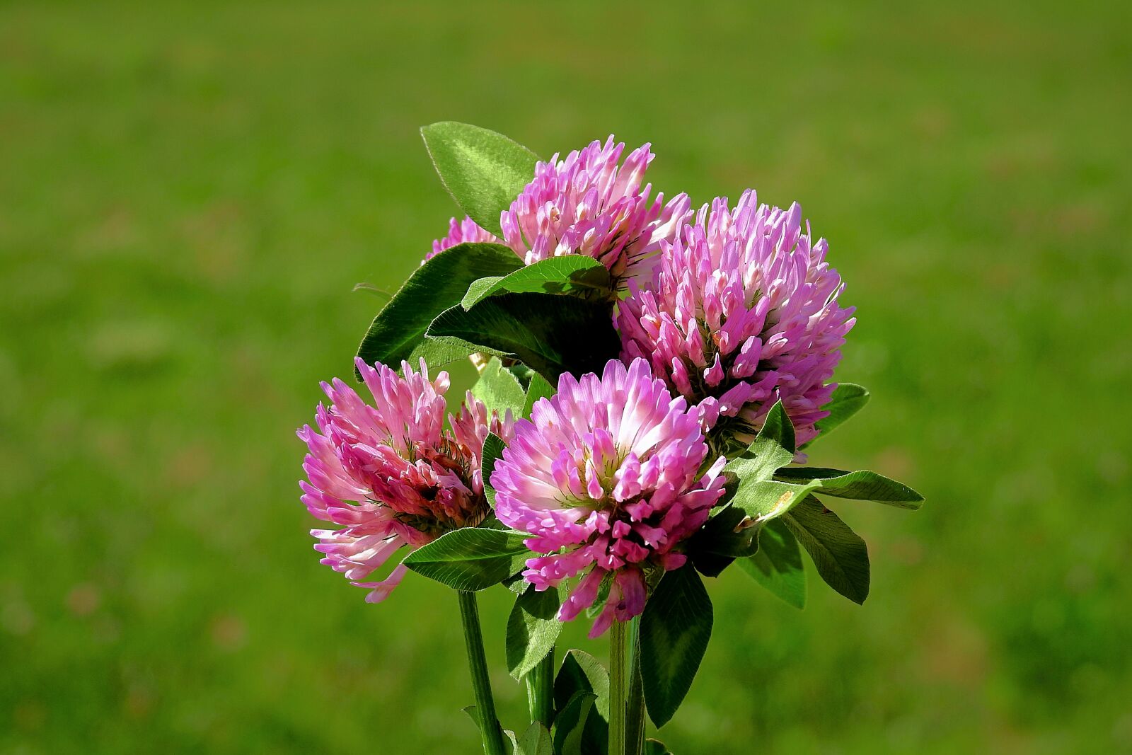 Nikon Coolpix P900 sample photo. Red clover, flowers, meadow photography