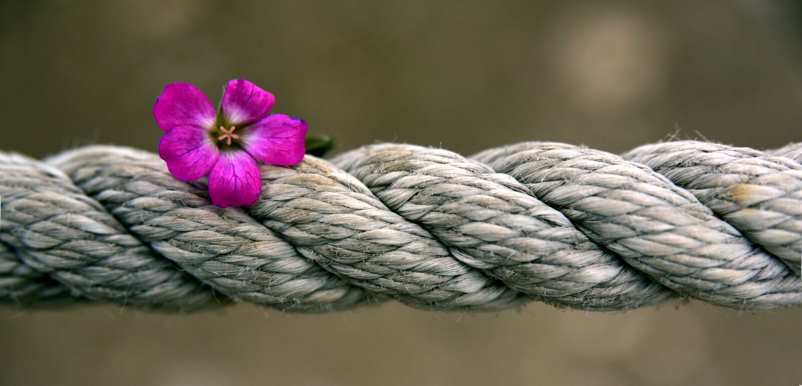 Nikon D750 sample photo. Rope, blossom, bloom photography