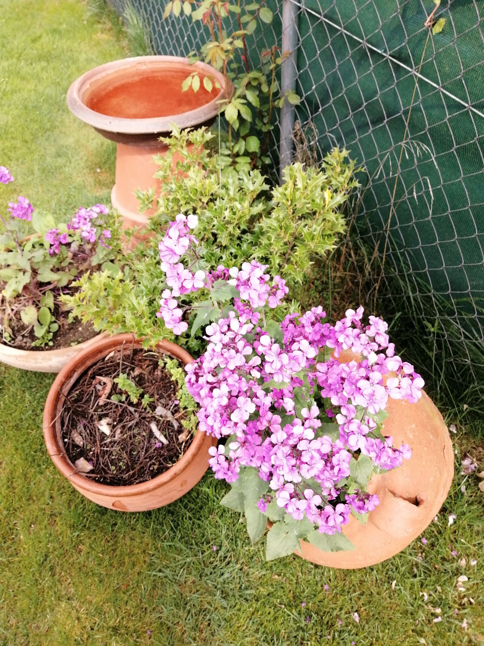 HUAWEI STK-LX1 sample photo. Clay pots, garden, flowers photography