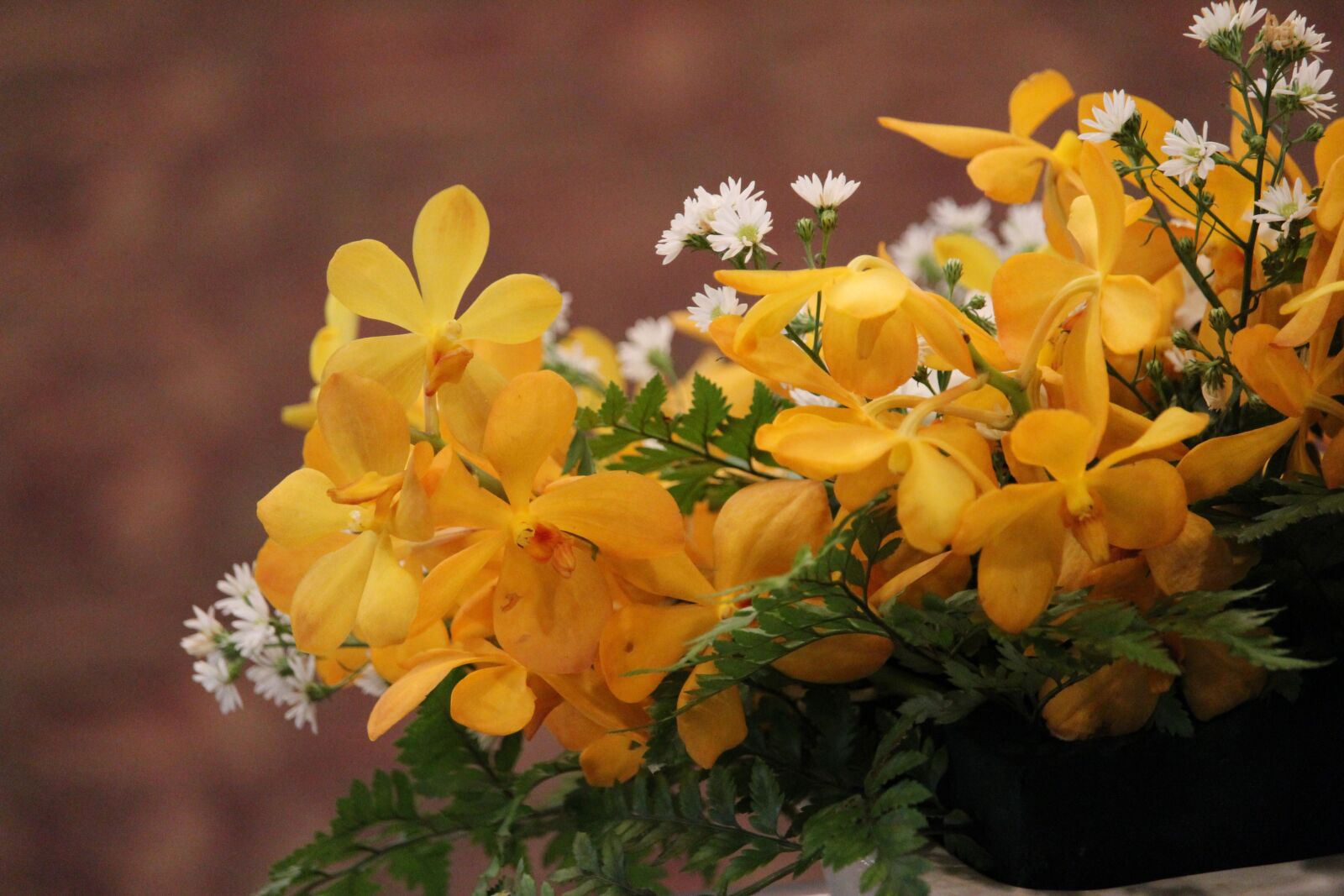 Canon EF-S 55-250mm F4-5.6 IS STM sample photo. Flowers, yellow, bright photography