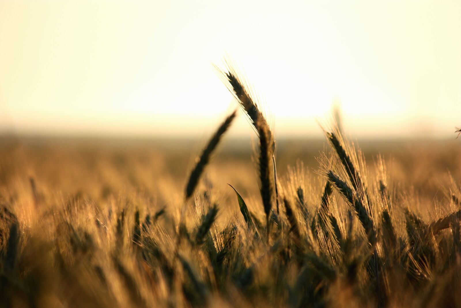 Canon EOS 450D (EOS Rebel XSi / EOS Kiss X2) sample photo. Wheat, cereals, field photography