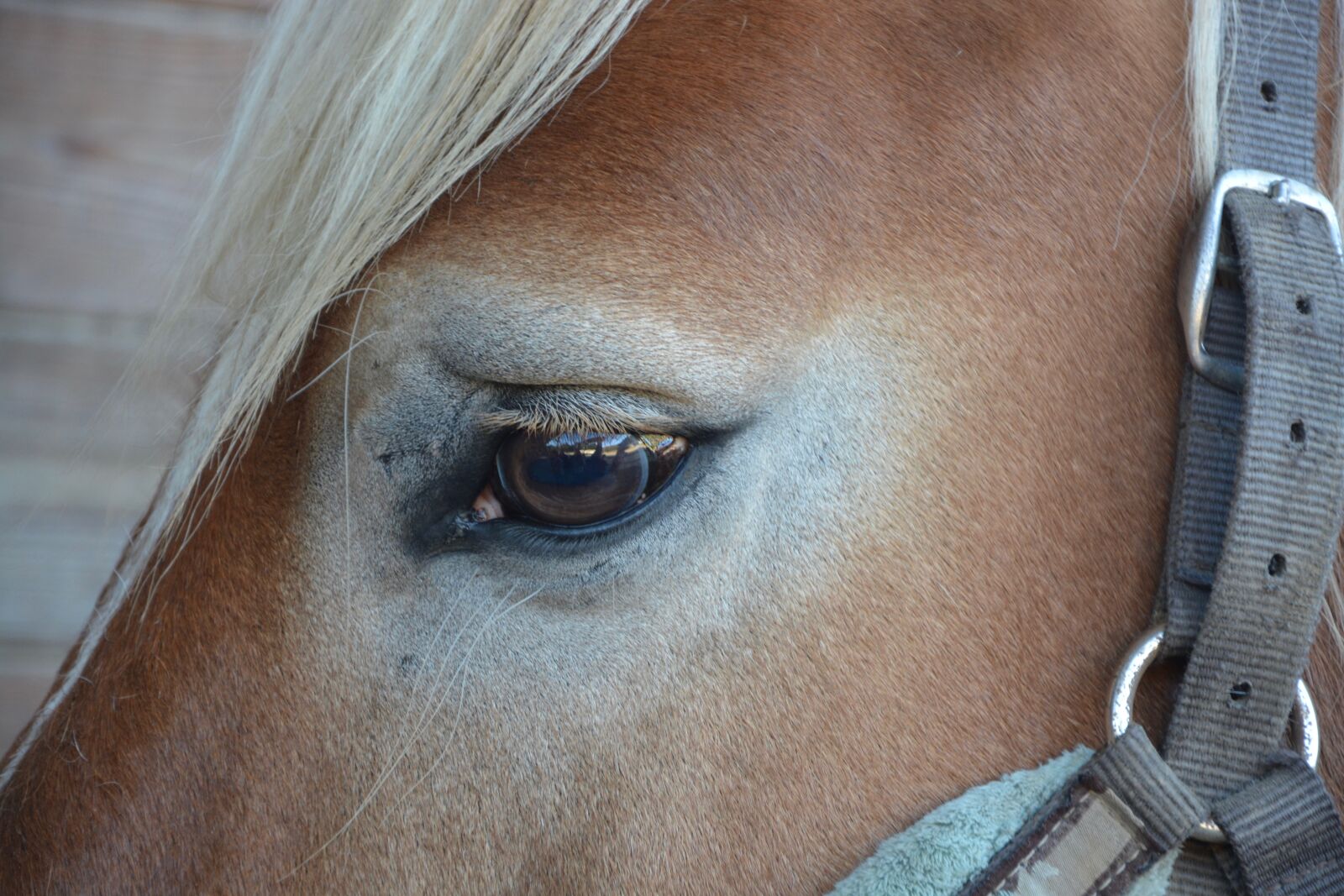 Nikon D5200 sample photo. Horse, œil, chestnut photography
