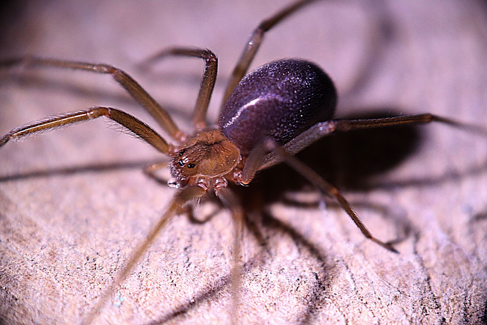 Canon EOS M50 (EOS Kiss M) sample photo. Loxosceles, spider, arachnid photography