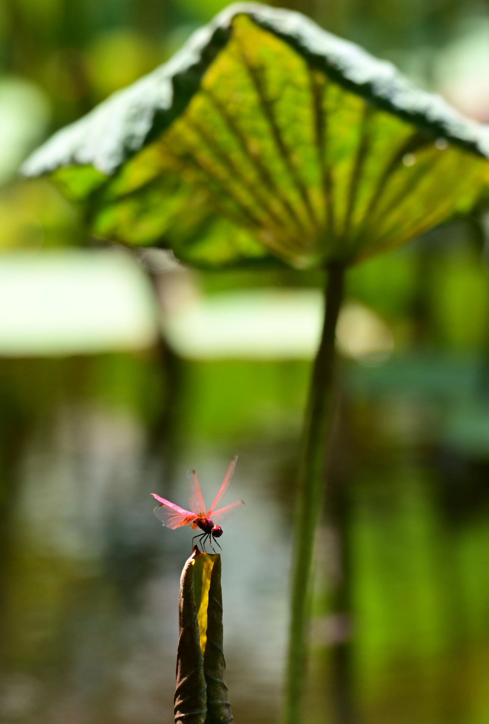 Nikon Z7 II sample photo