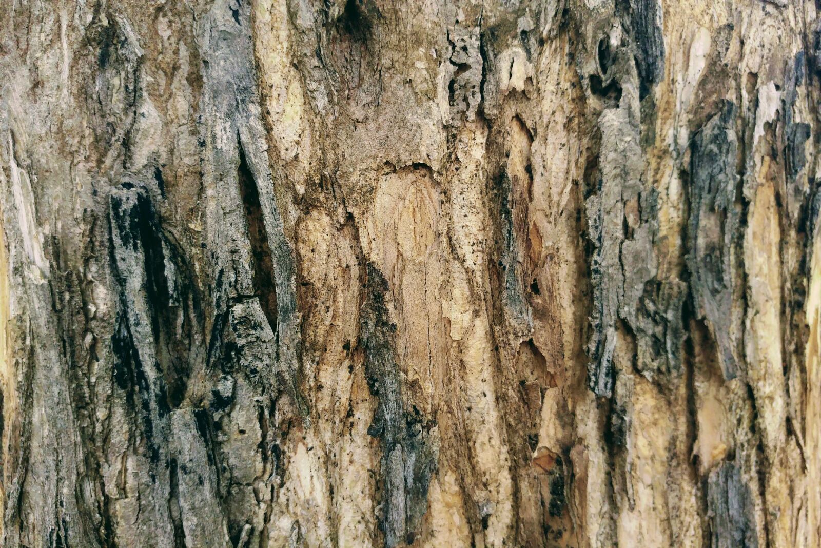 LG G5 sample photo. Bark, timber, lumber photography