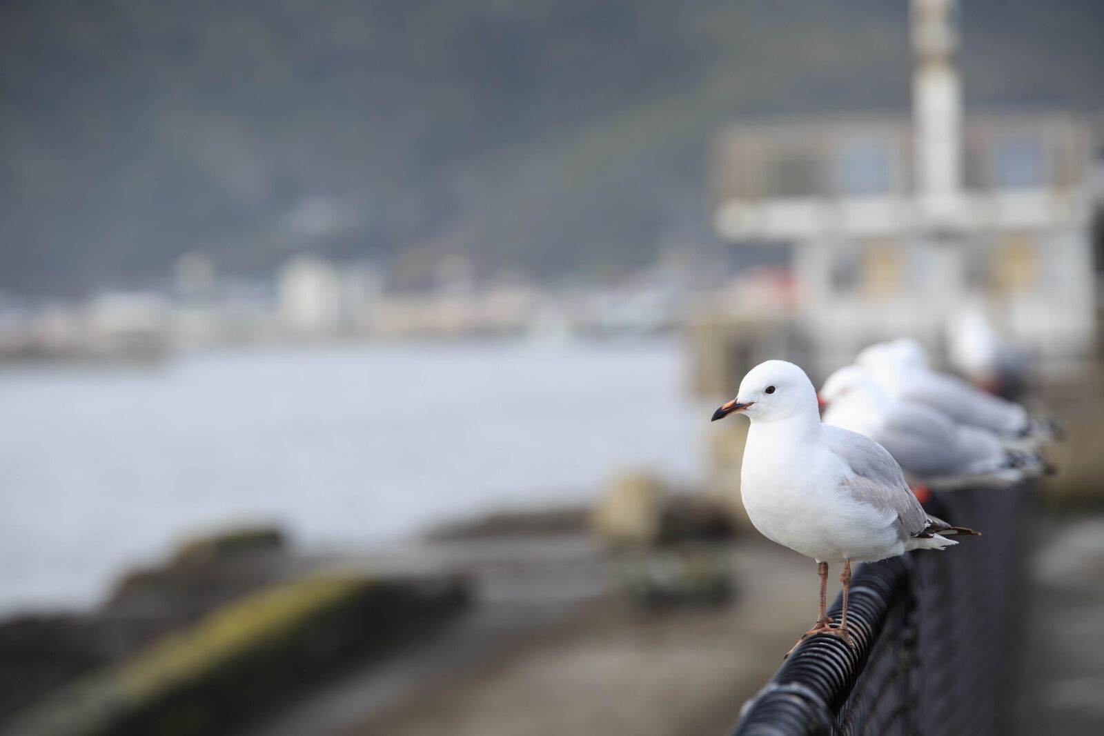 Canon EOS 5D Mark III sample photo. Seagull, seabirds, rest photography