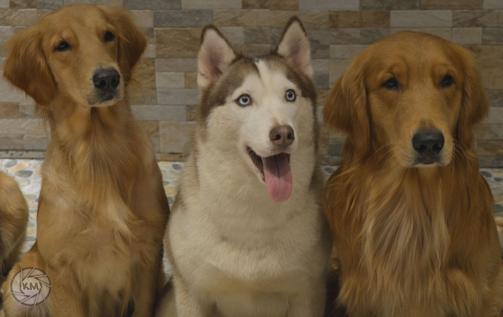 Nikon D3200 sample photo. Cute, animals, dogs photography