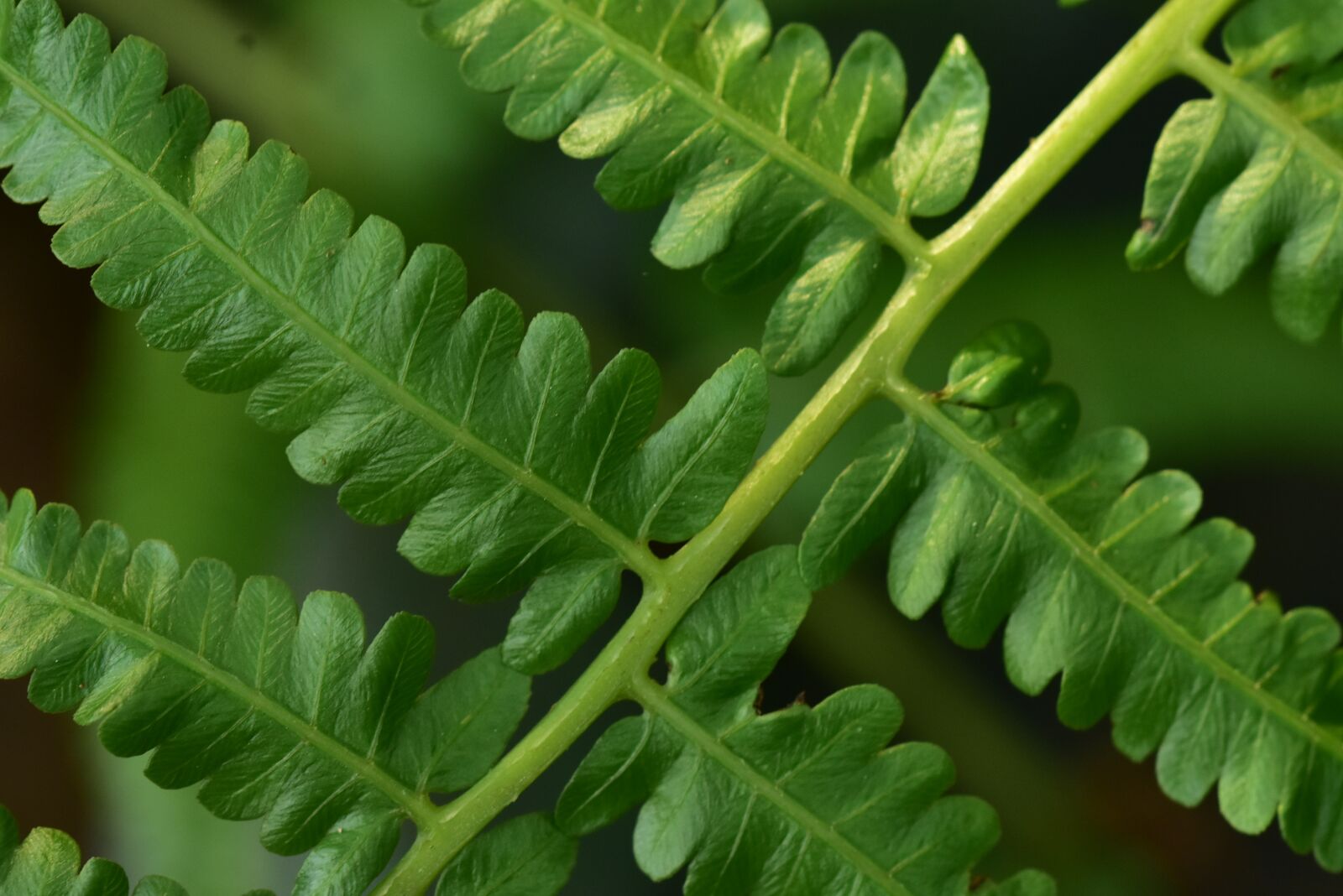 Nikon D3400 sample photo. Fern, ferns, foliage photography