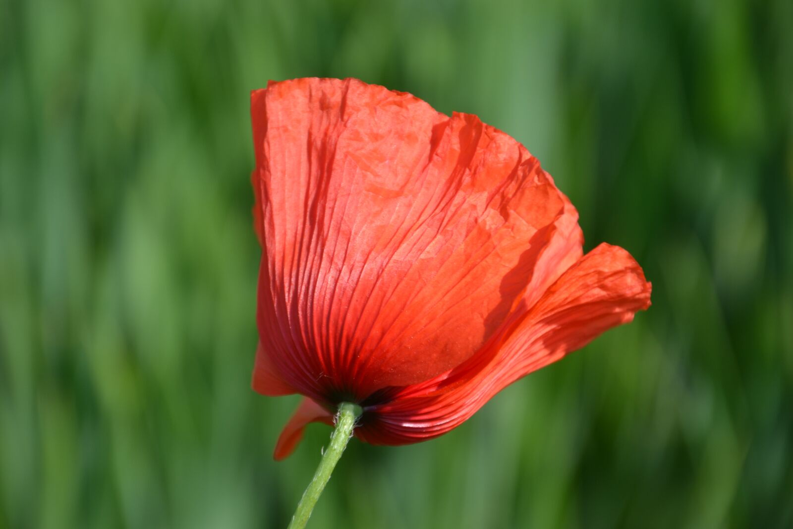 Nikon D3100 sample photo. Flower, poppy, klatschmohn photography