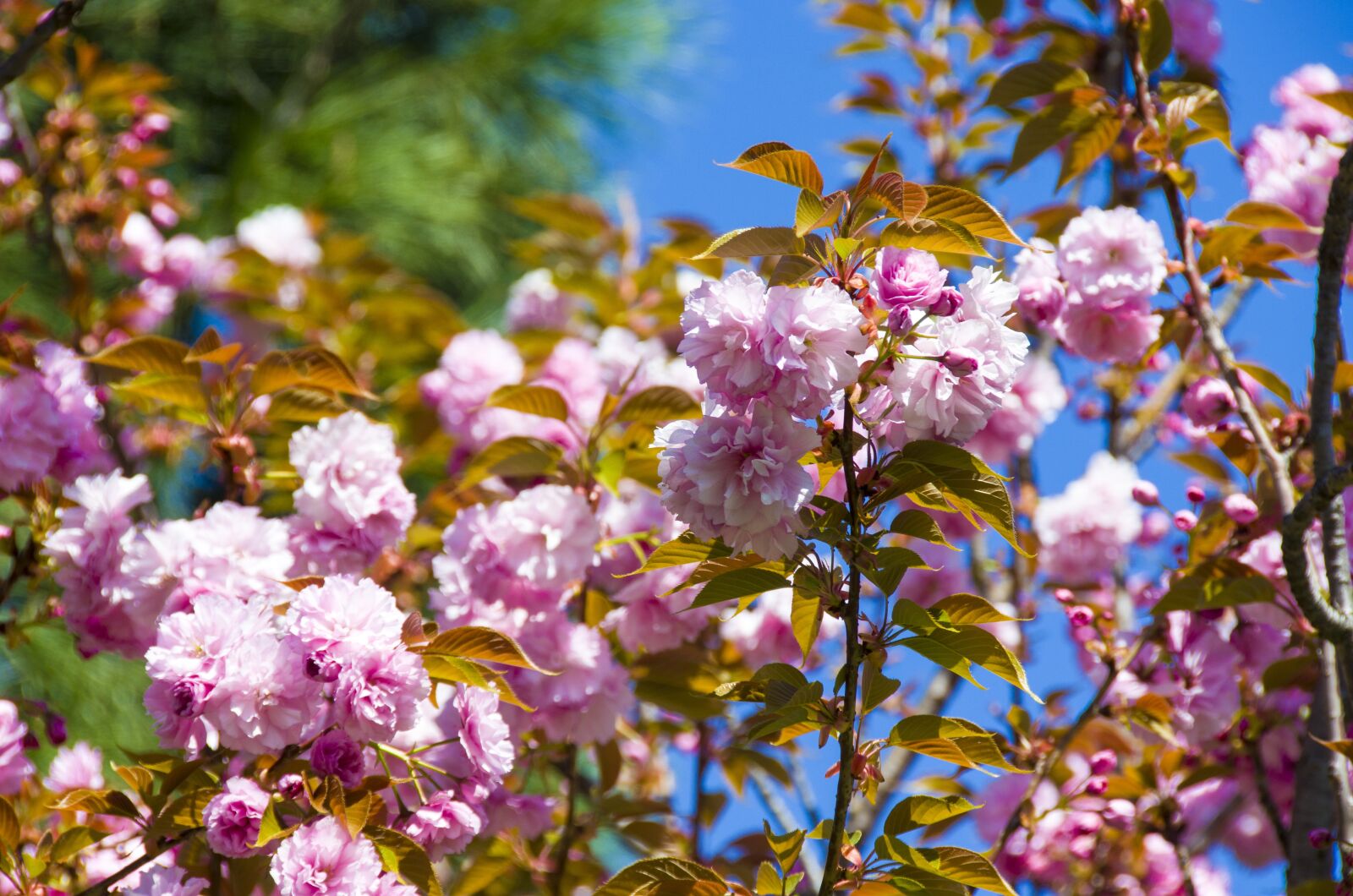 Nikon D5100 sample photo. Flower, nature, plant photography