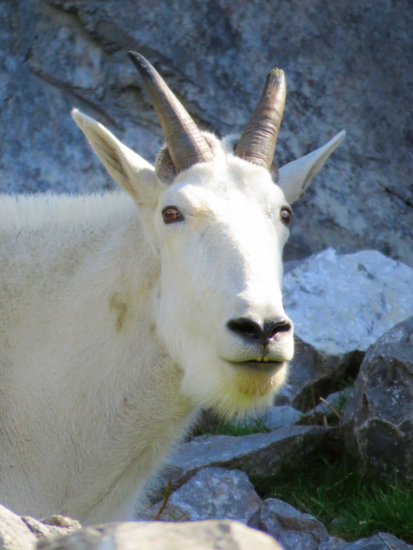 Canon PowerShot SX60 HS sample photo. White mountain goat, goat photography