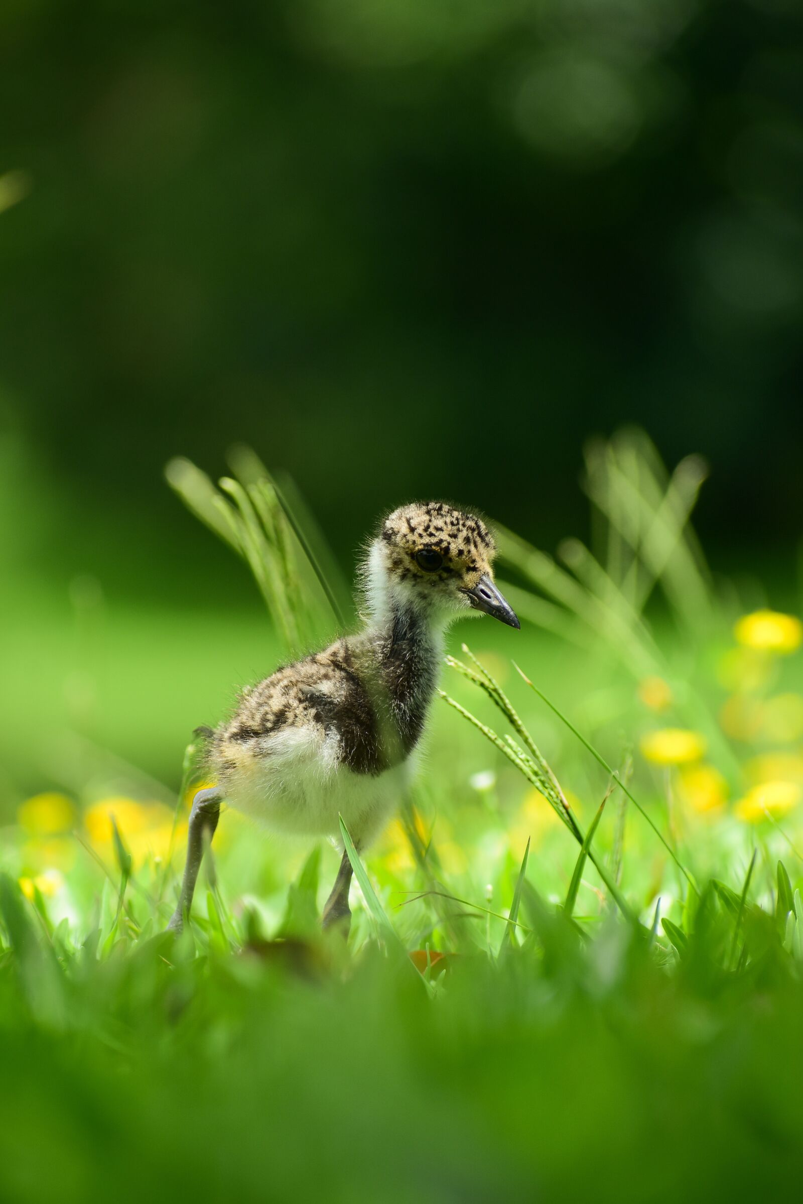 Nikon D3400 sample photo. Bird, wind, nature photography