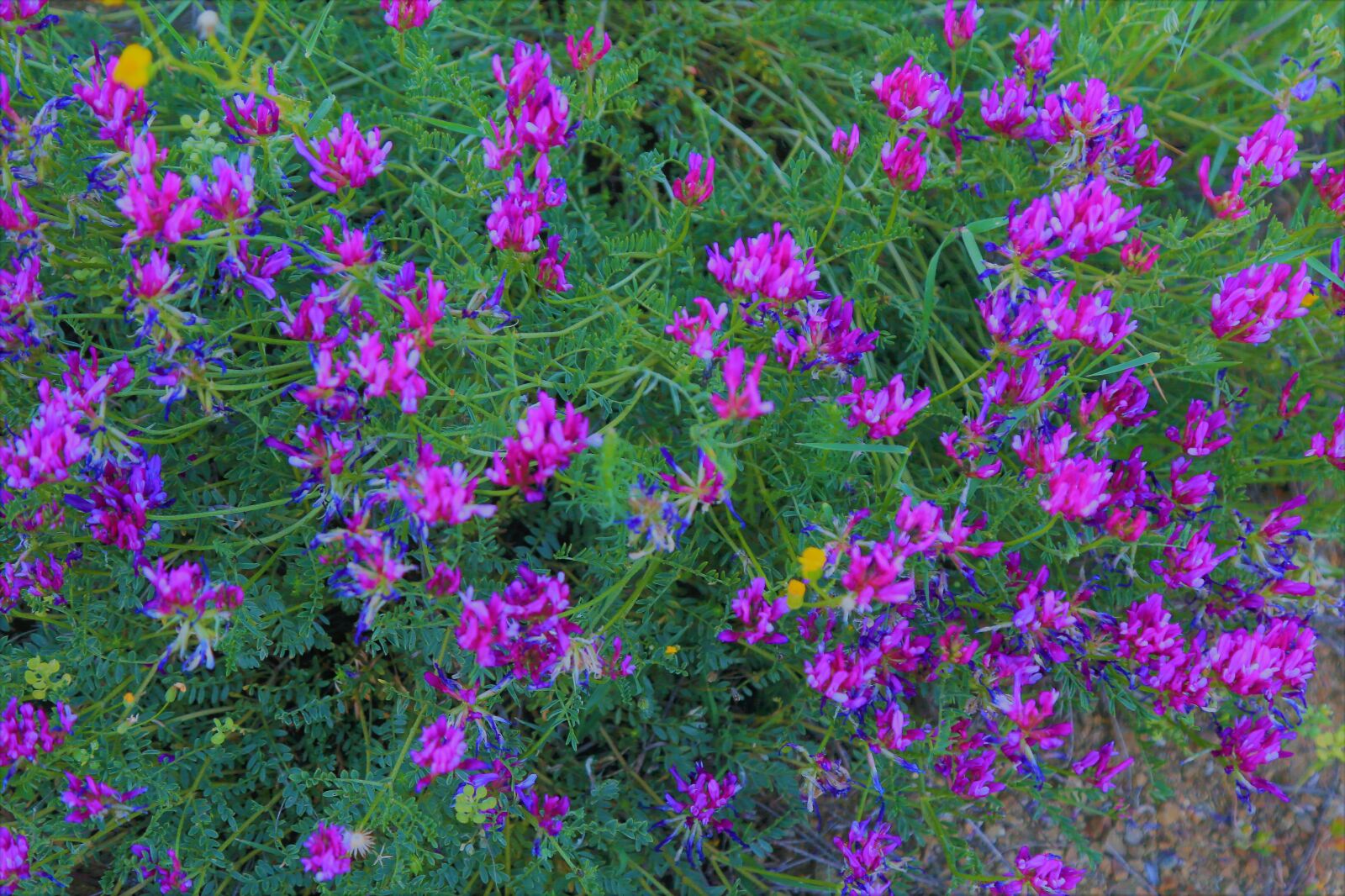 Canon EF 24-105mm F4L IS USM sample photo. Flowers, nature, spring photography