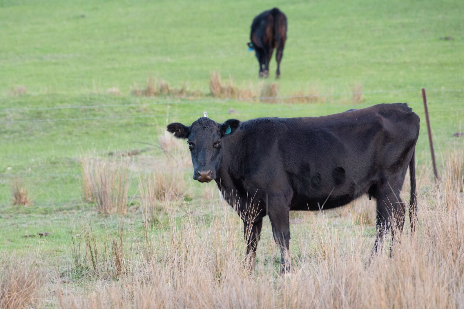 Nikon D750 sample photo. Cow, cattle, livestock photography