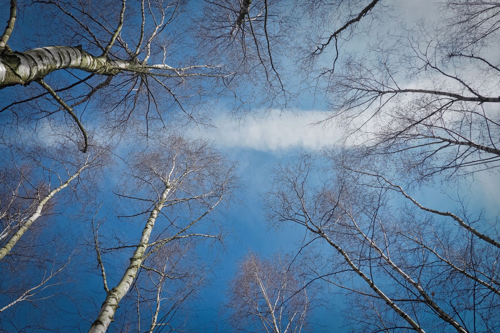 Olympus OM-D E-M10 sample photo. Trees, birch, nature photography