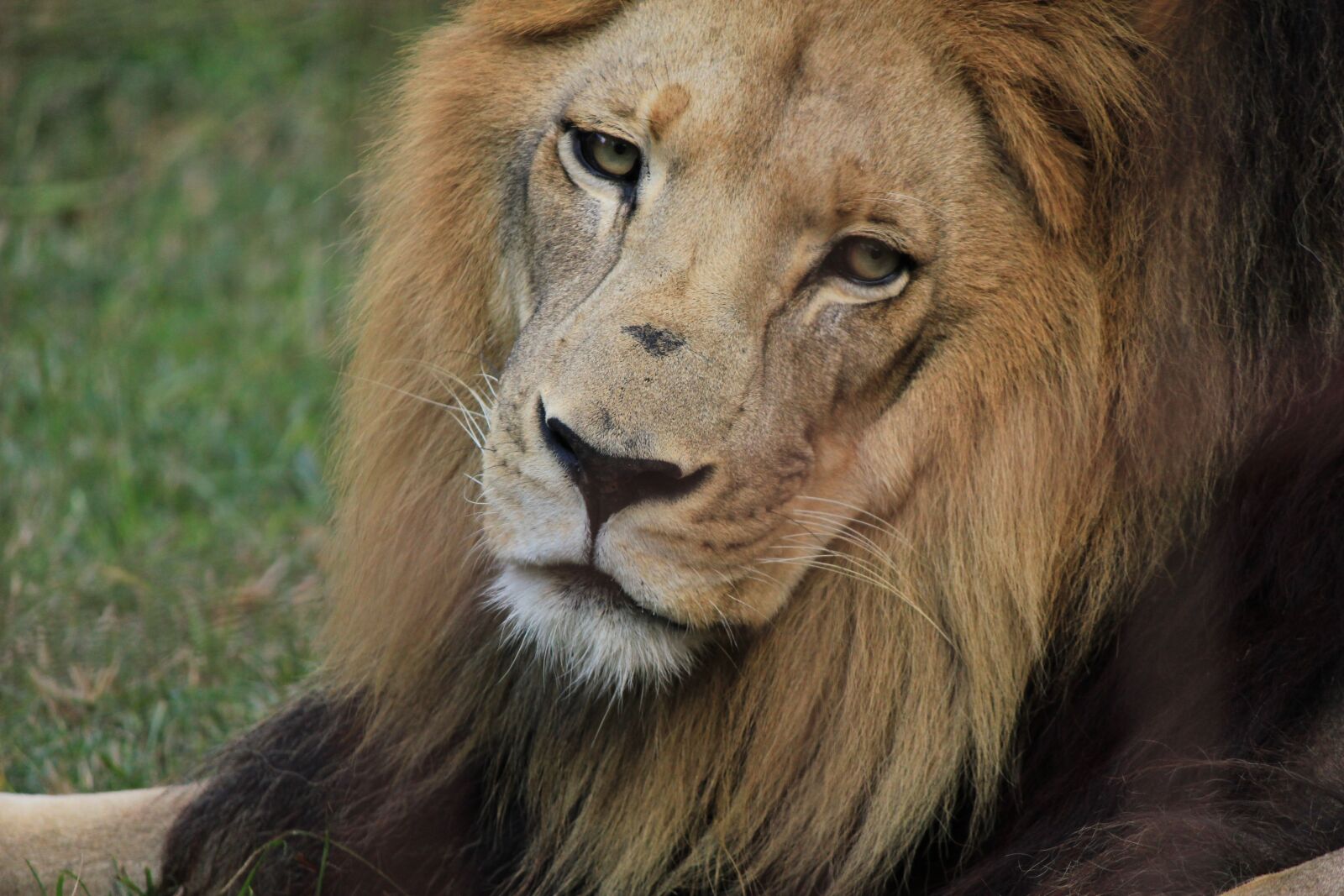 Canon EOS 550D (EOS Rebel T2i / EOS Kiss X4) sample photo. Lion, lion mane, head photography