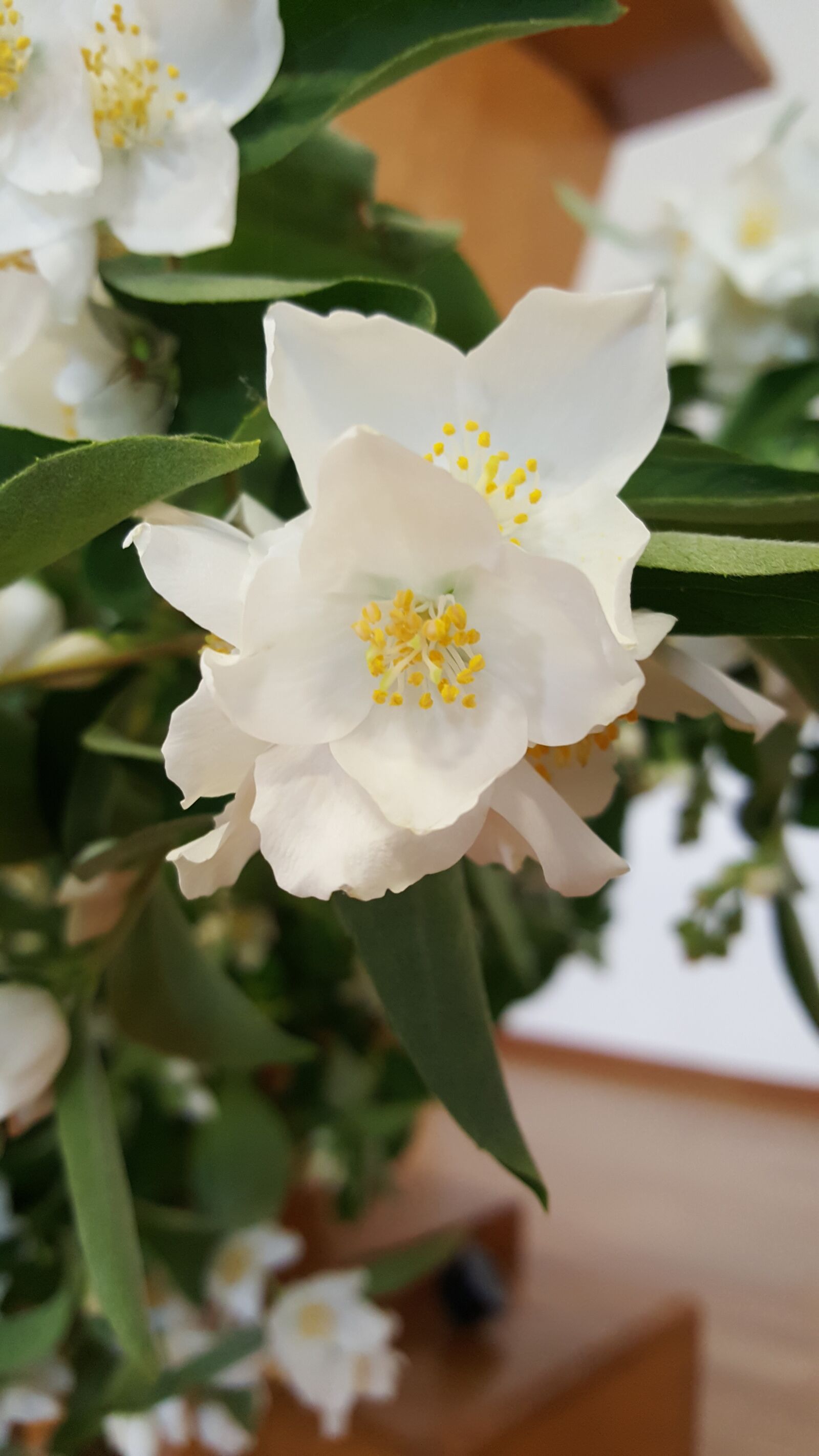 Samsung Galaxy S6 sample photo. No person, flower, leaf photography
