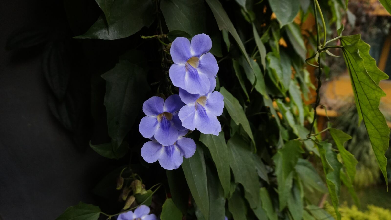 Sony Alpha a5000 (ILCE 5000) sample photo. Flowers, blue, color photography