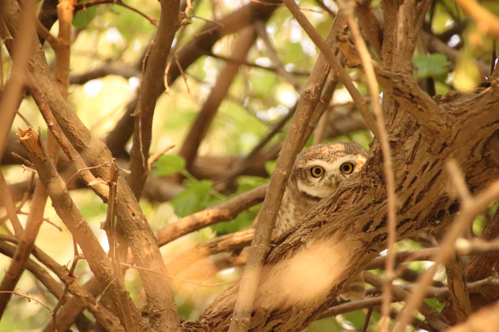 Canon EOS 80D sample photo. Owl, bird, hiding photography