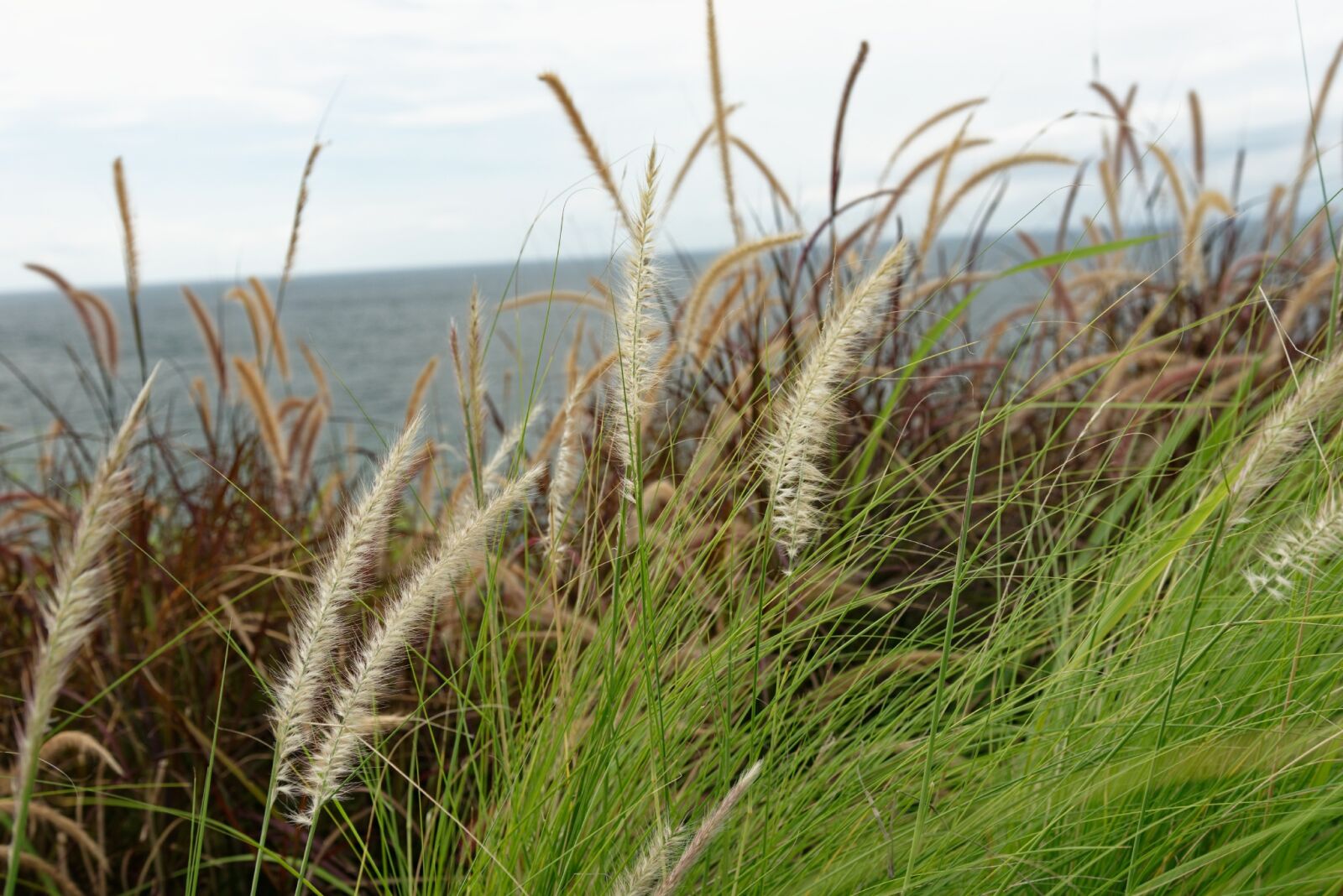 Nikon D810 sample photo. Beach, thatched, literature and photography