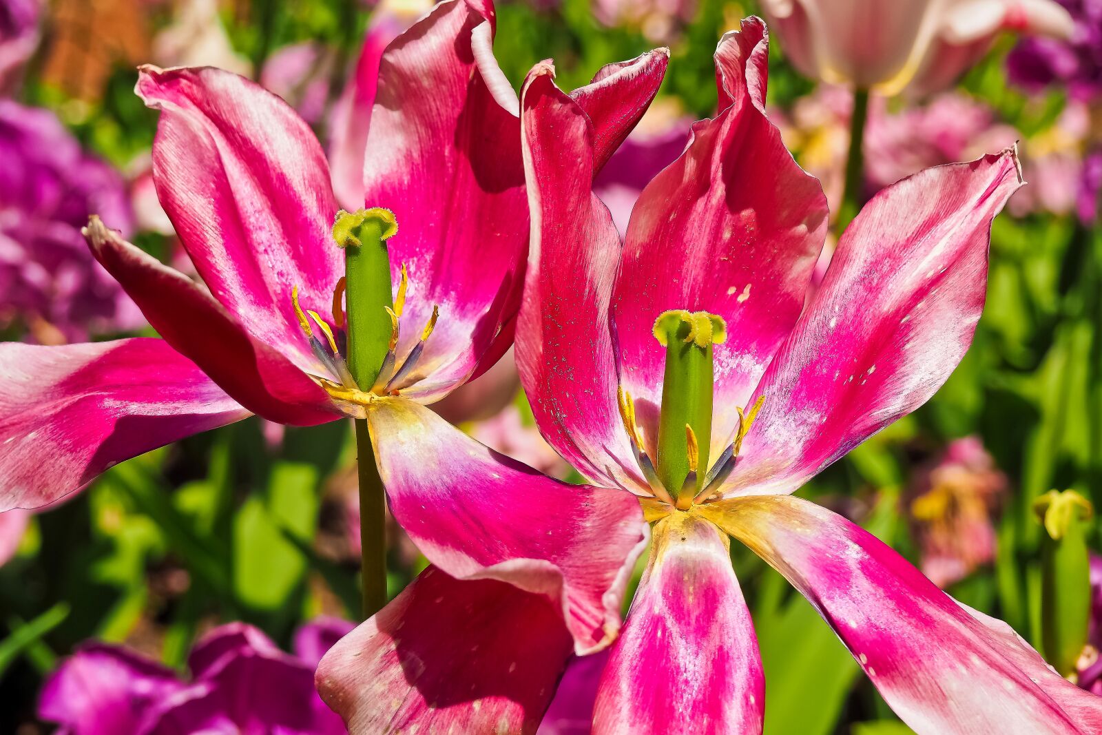 Olympus OM-D E-M10 sample photo. Tulips, flower, violet photography