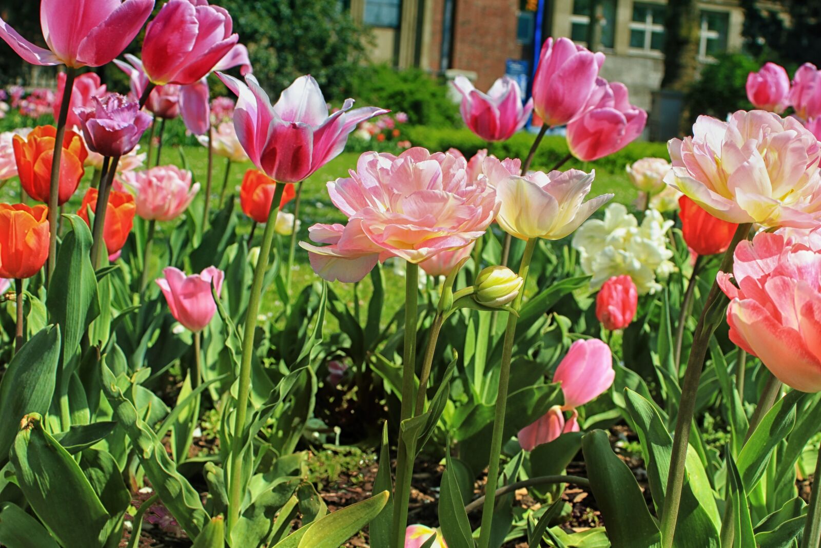 Canon EOS 550D (EOS Rebel T2i / EOS Kiss X4) sample photo. Blossom, bloom, tulip photography