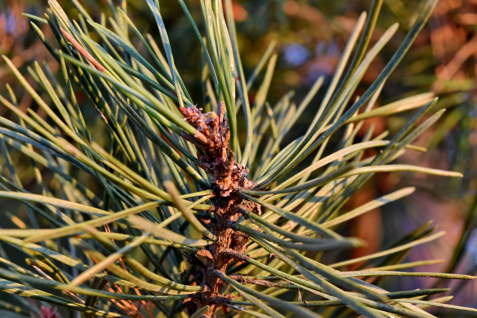 Nikon D5500 sample photo. Branches, conifers, summer season photography