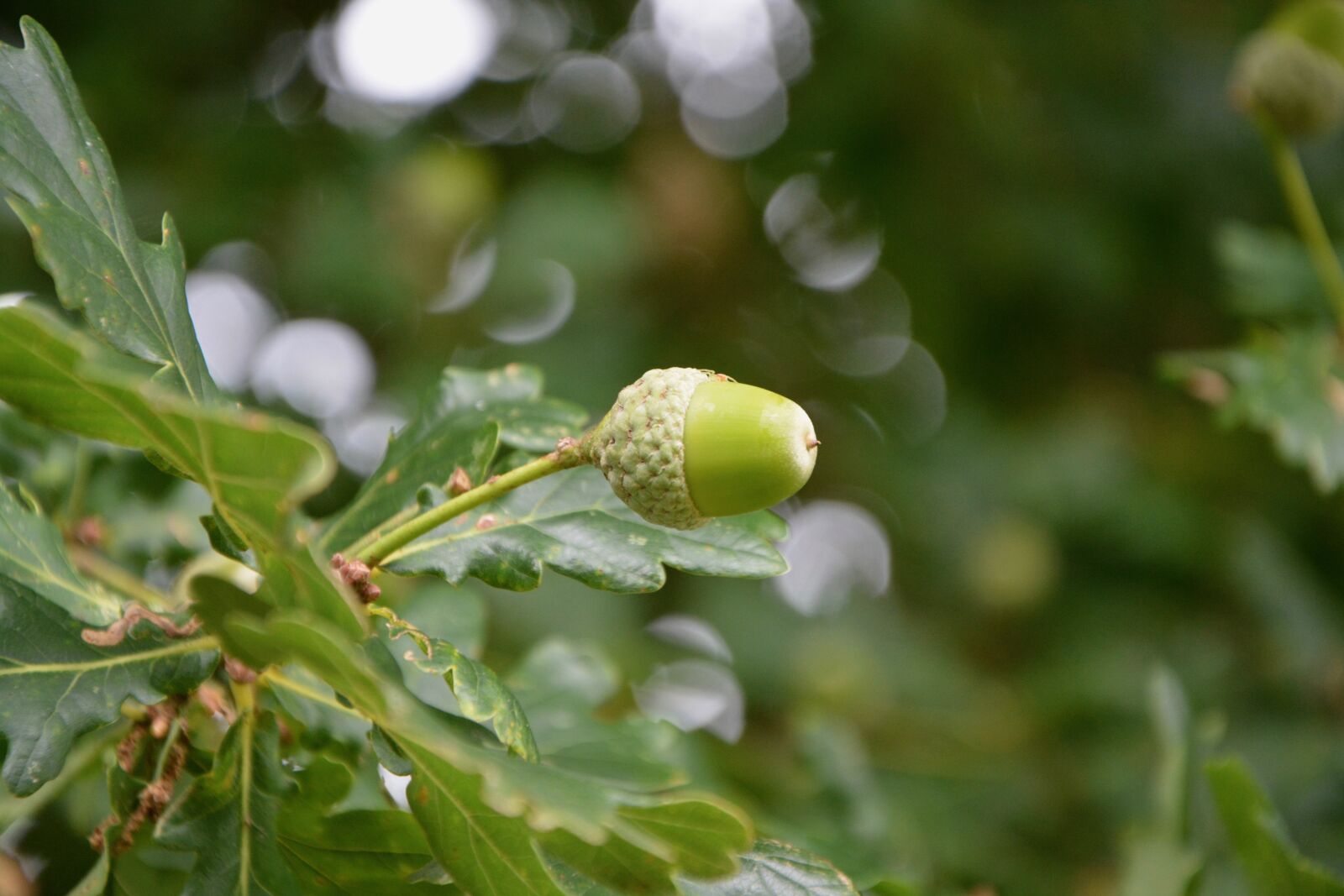 Nikon D5200 sample photo. Oak, acorn, fruit photography