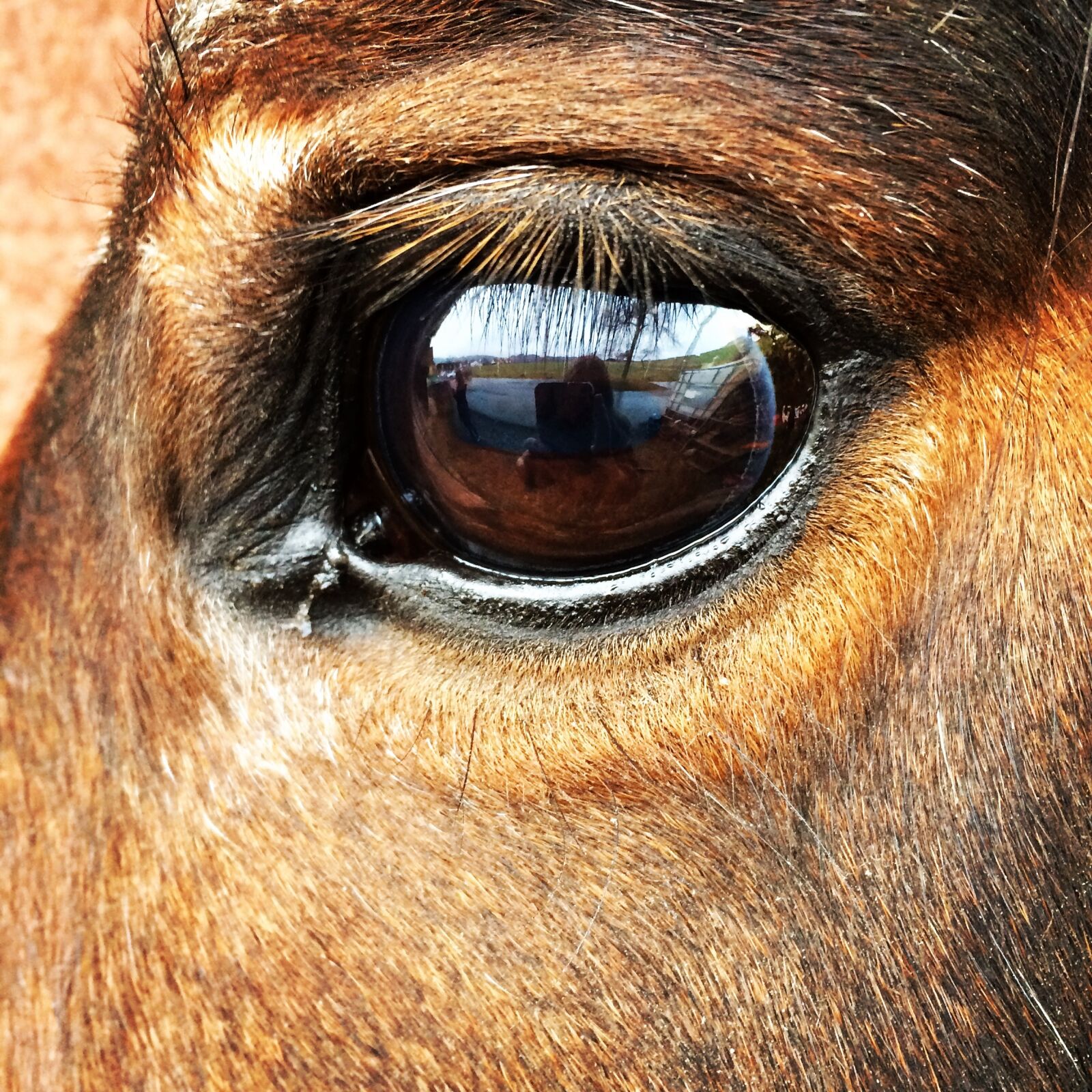 iPhone 5s back camera 4.15mm f/2.2 sample photo. Horse, eye, horse eye photography