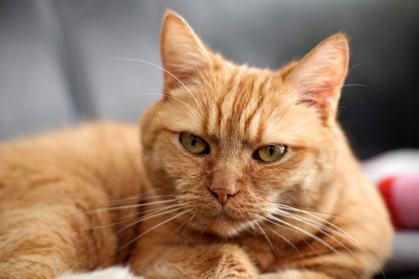 Canon EOS 600D (Rebel EOS T3i / EOS Kiss X5) + Canon EF 50mm F1.4 USM sample photo. Cat, red cat, kitten photography