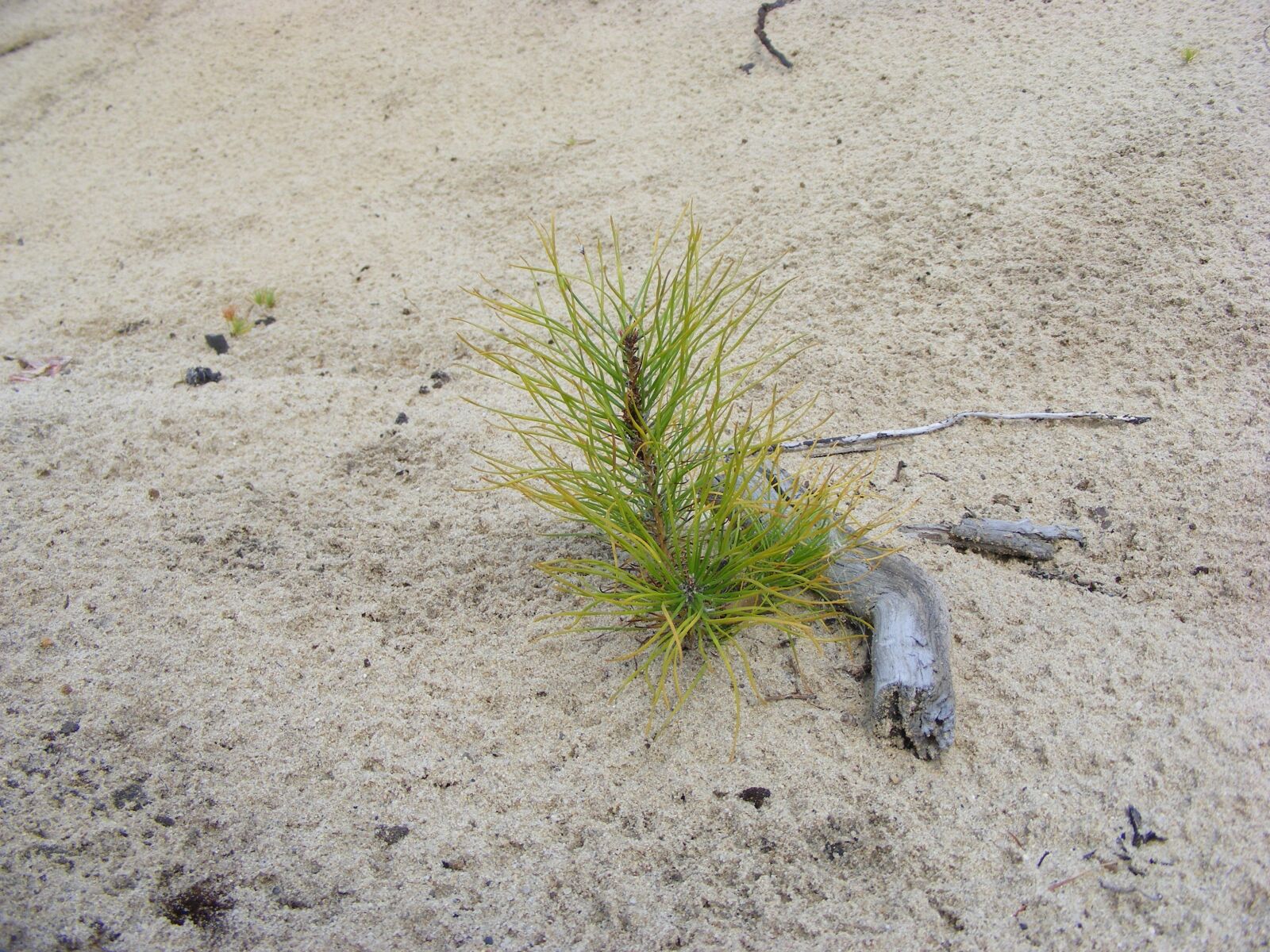 Fujifilm FinePix S5800 S800 sample photo. Young pine, sand, dune photography