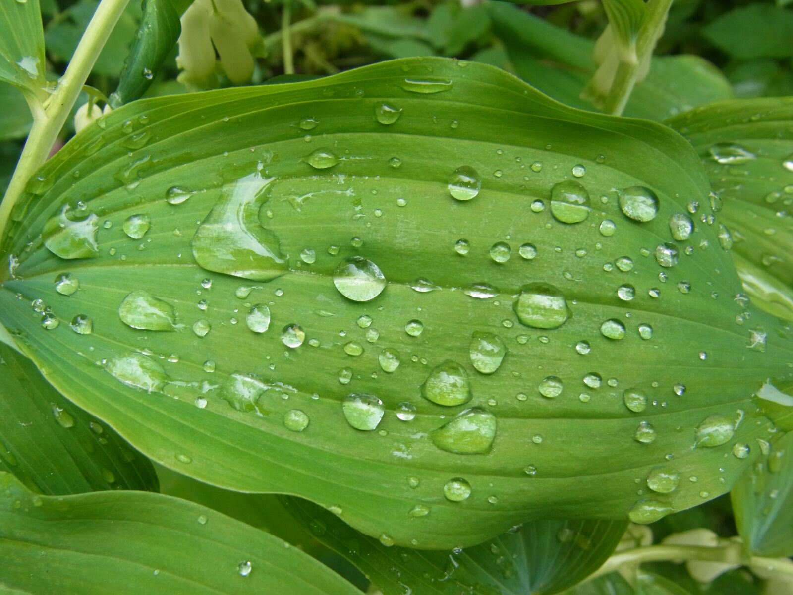 Ricoh CX4 sample photo. Raindrops, leaf, raindrop photography
