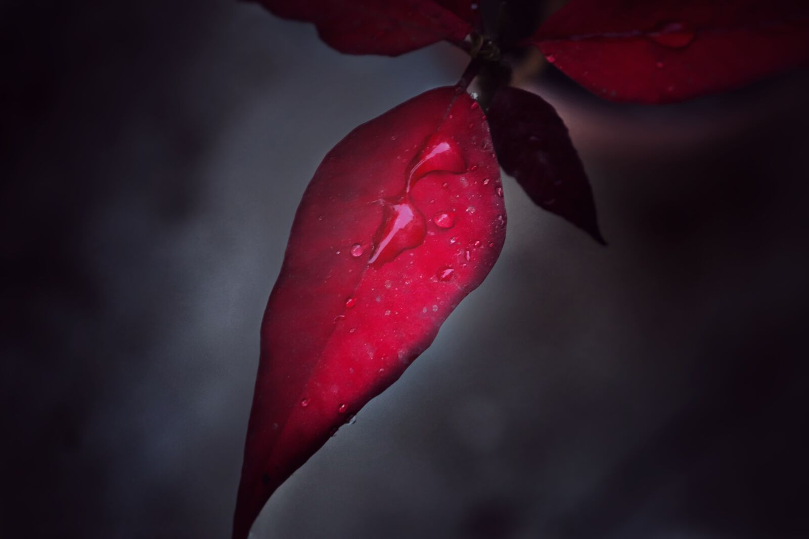 Canon EOS 77D (EOS 9000D / EOS 770D) sample photo. Red leave, water drops photography