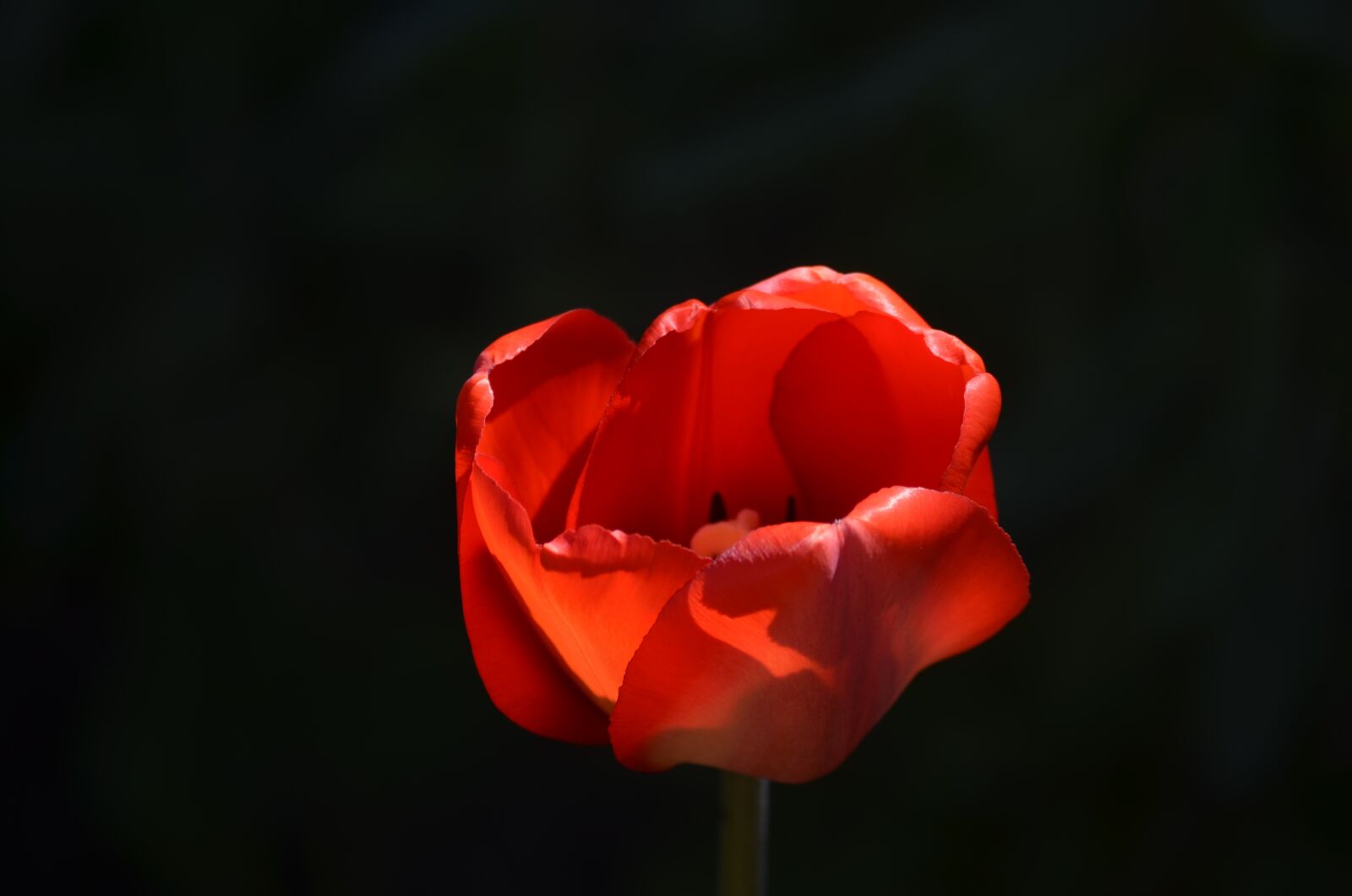 Nikon D5100 sample photo. Tulip, flower, blossom photography
