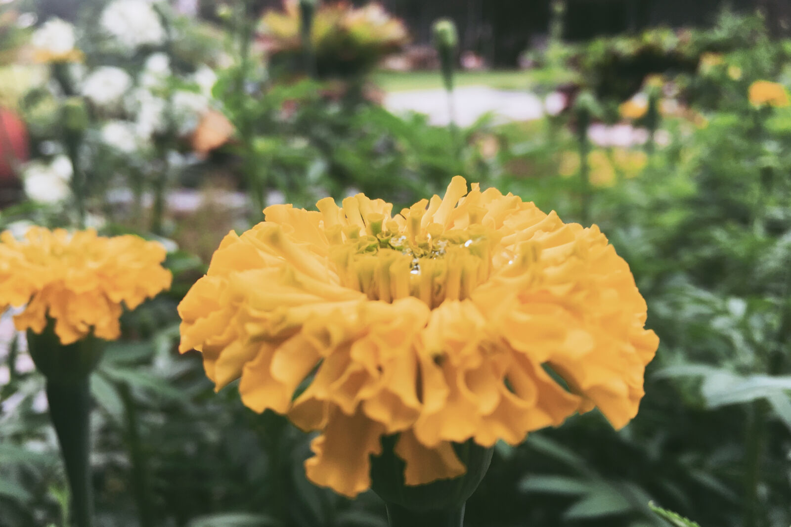 iPhone 6s Plus back camera 4.15mm f/2.2 sample photo