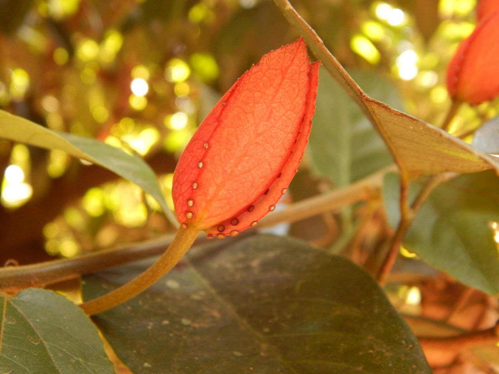 Nikon Coolpix L830 sample photo. Flower, amazing flower, orange photography